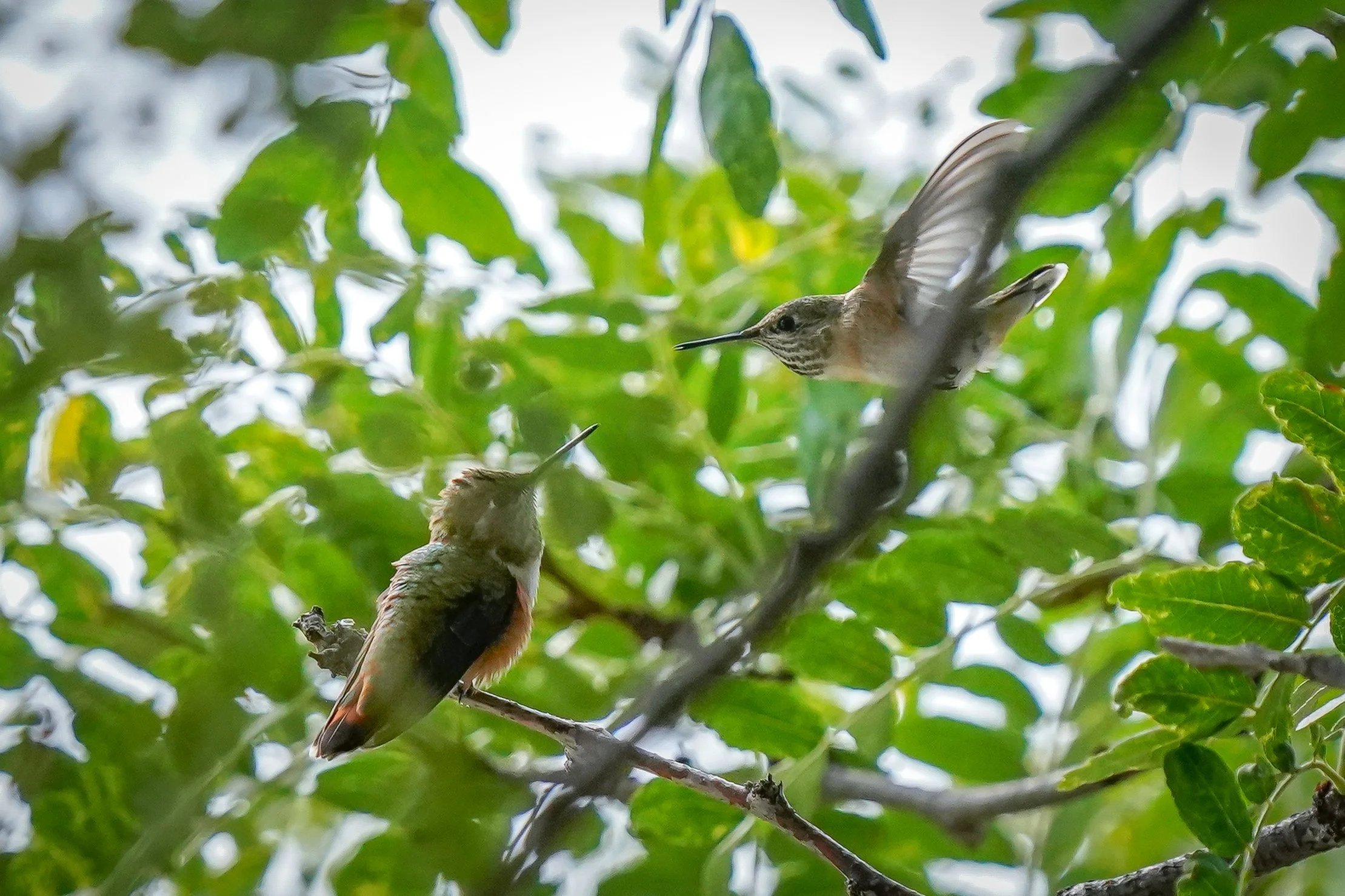 Rufous & Calliope Hummingbirds