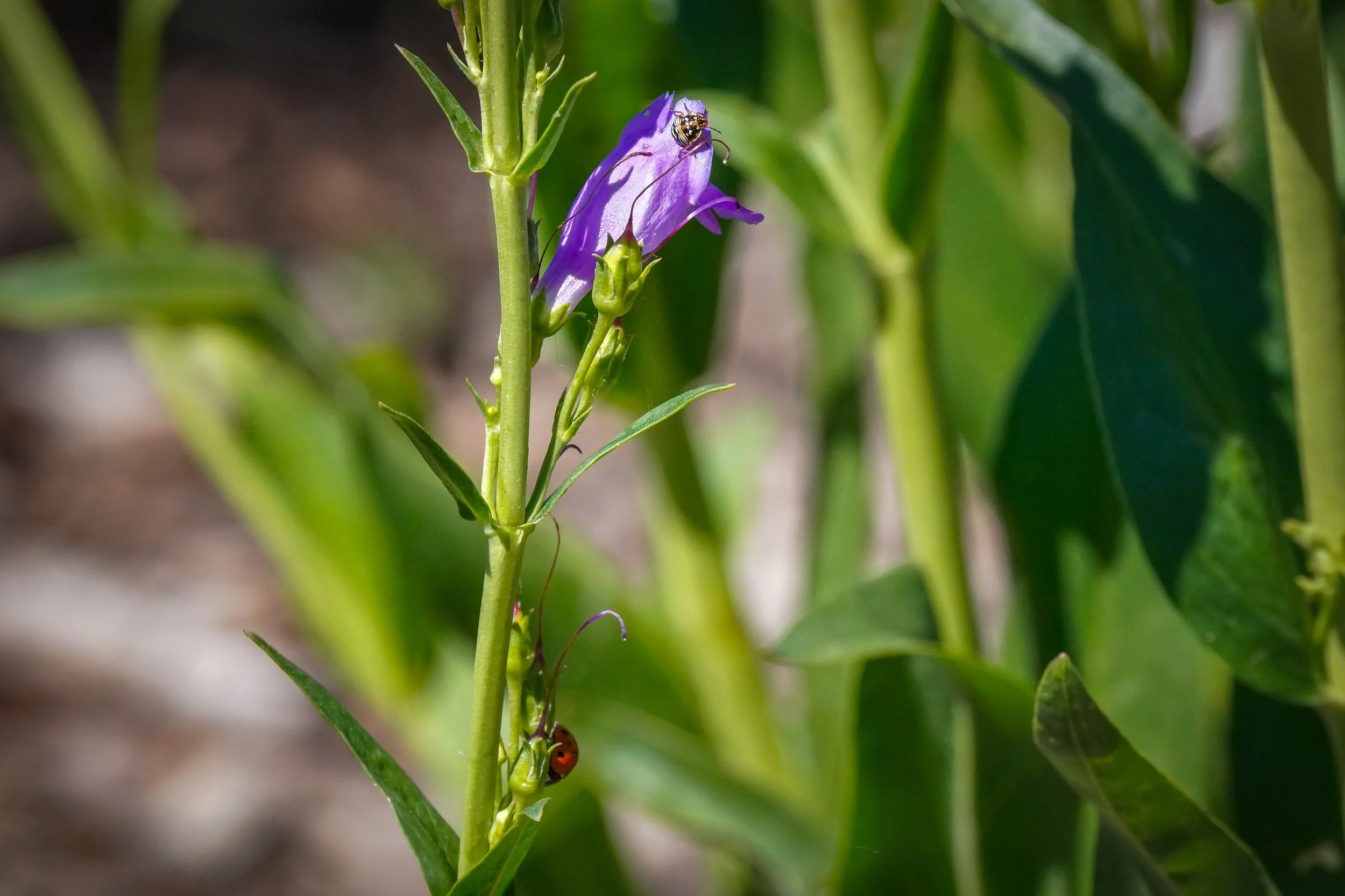 2024-06-22-birds-and-blooms-laura-sheets-5.jpg