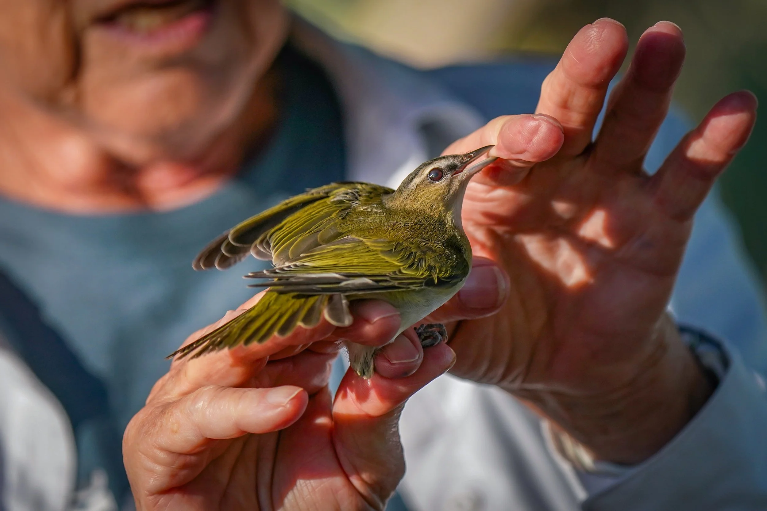A fun surprise - a Red-eyed Vireo!