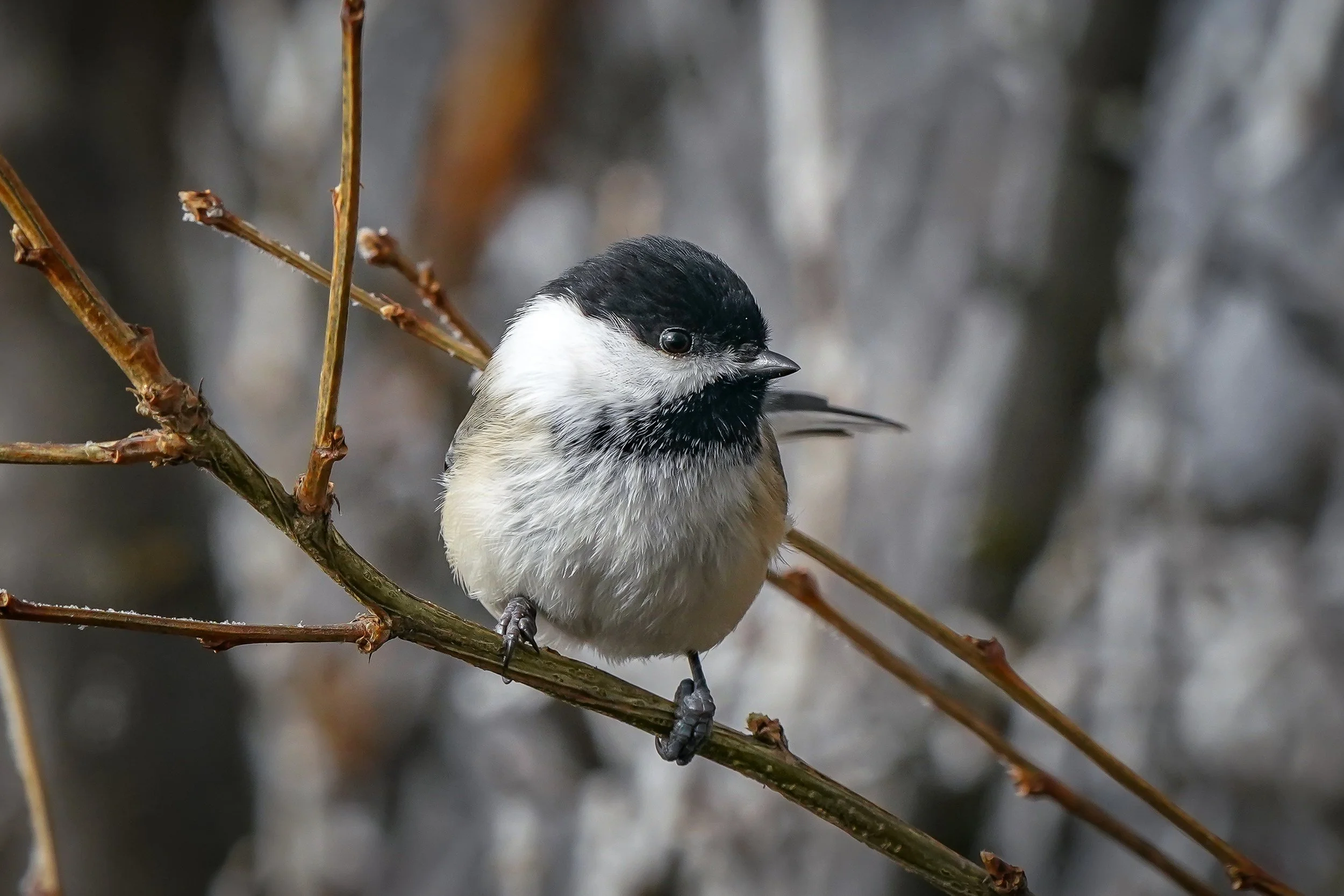 Black-capped Chickadee
