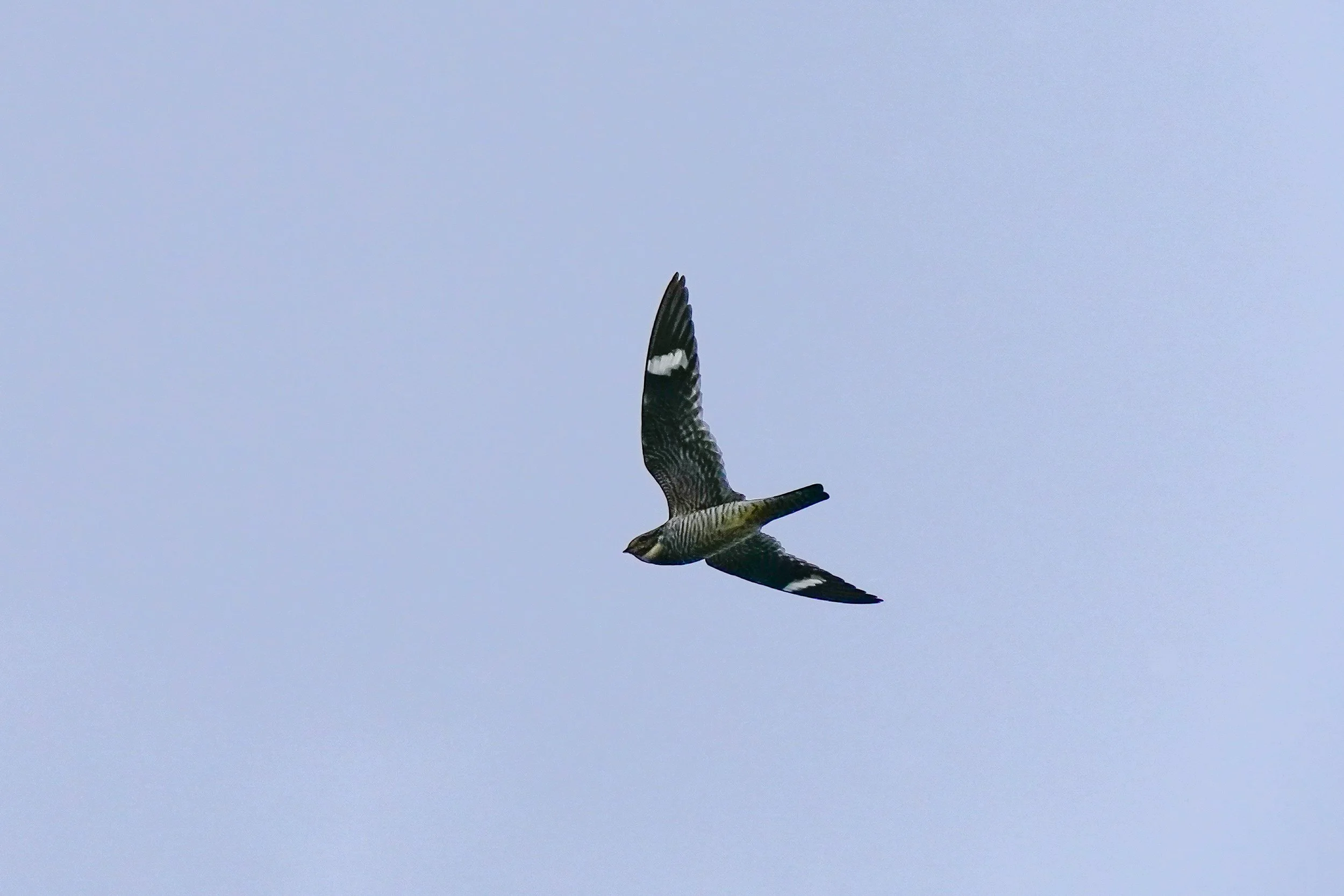 Common Nighthawk - a surprise!