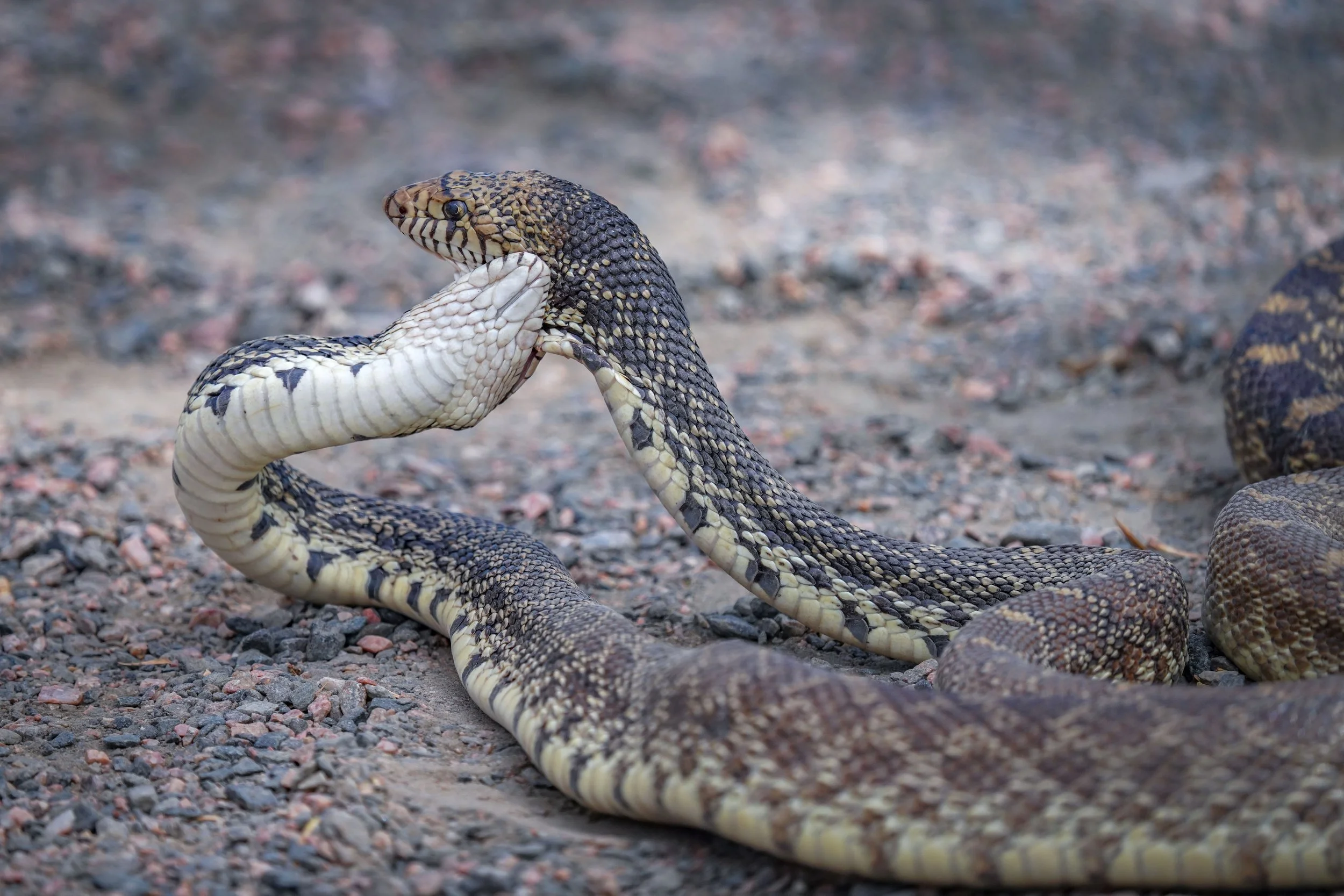 A set of photos of Bull Snakes mating!  What a sight!