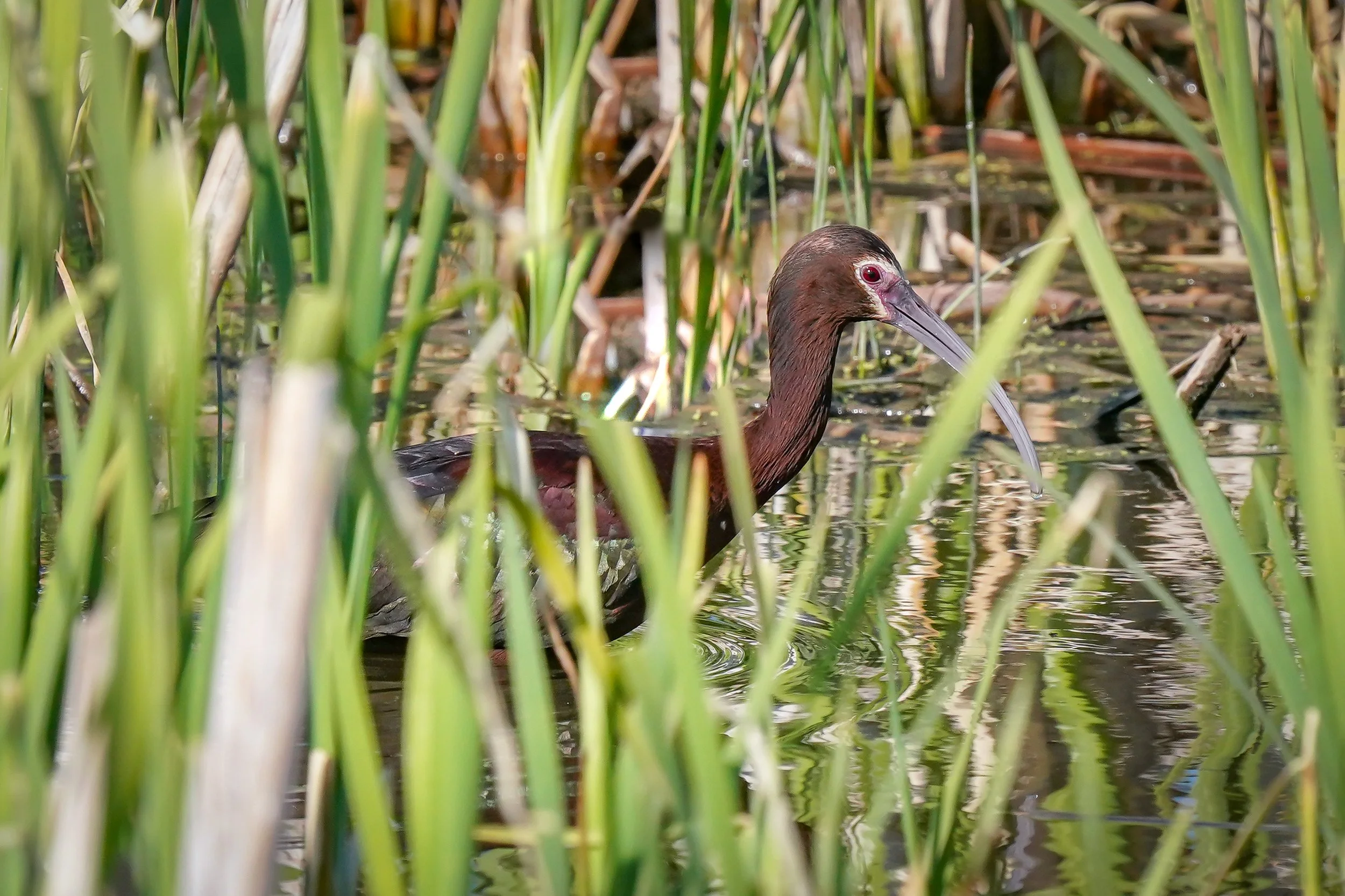 White-faced Ibis