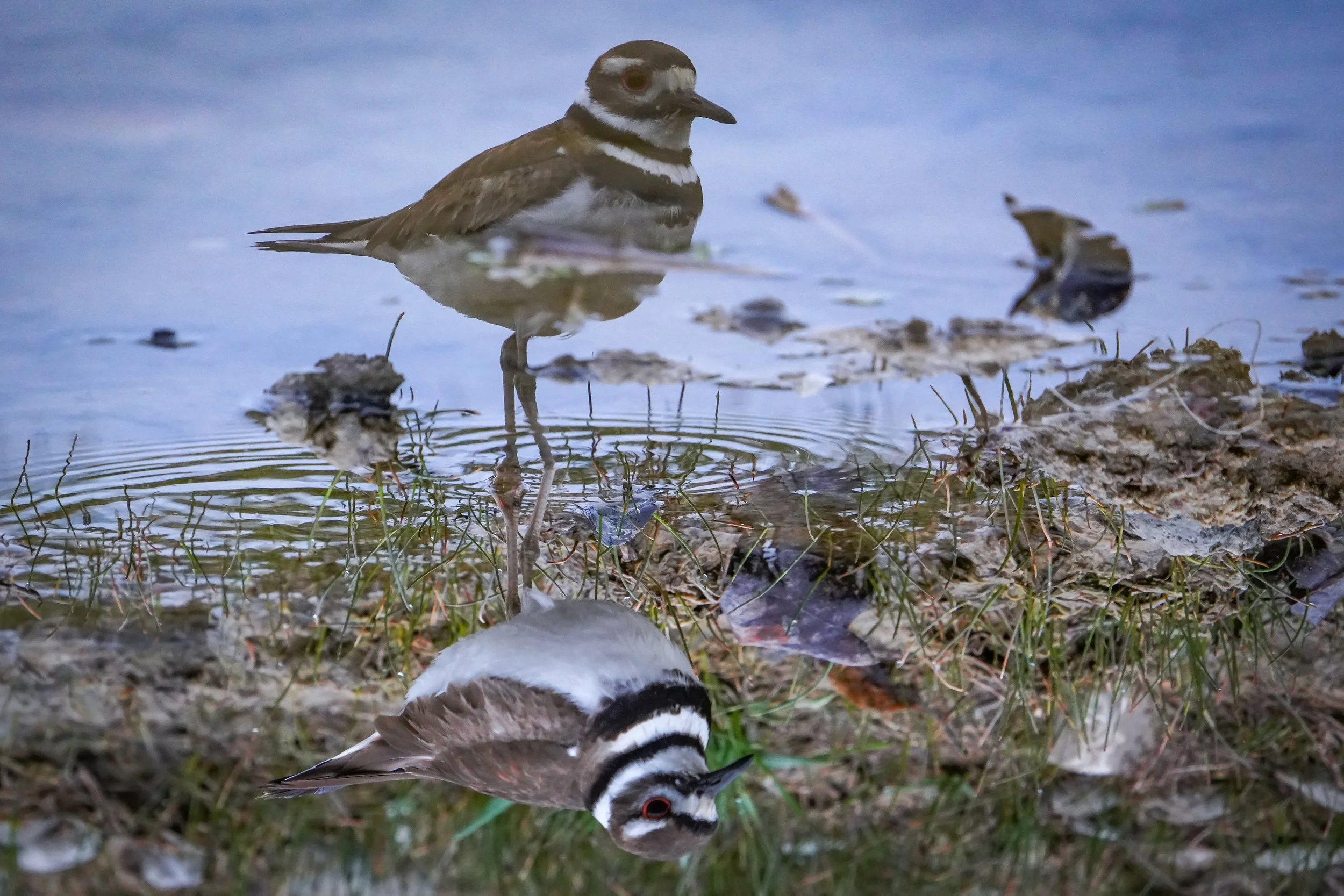Killdeer (which was is up?)