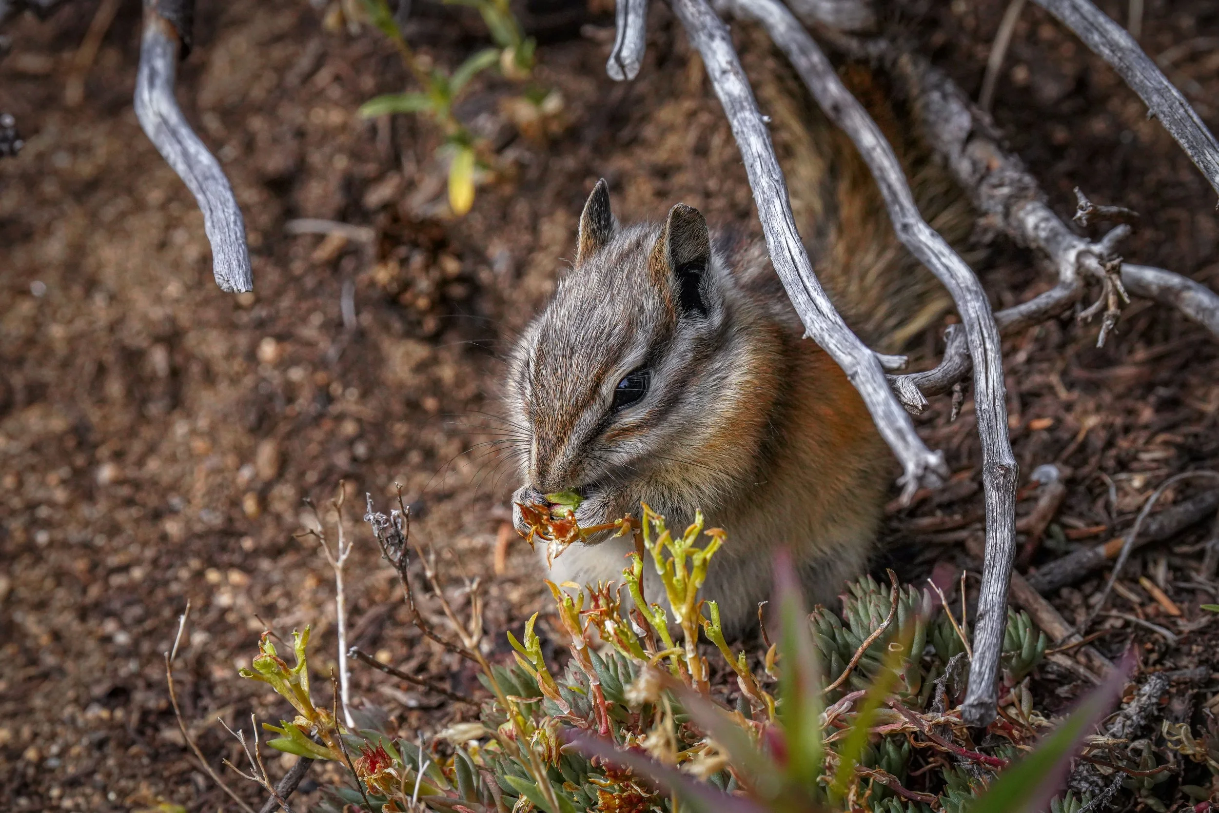 Chipmunk