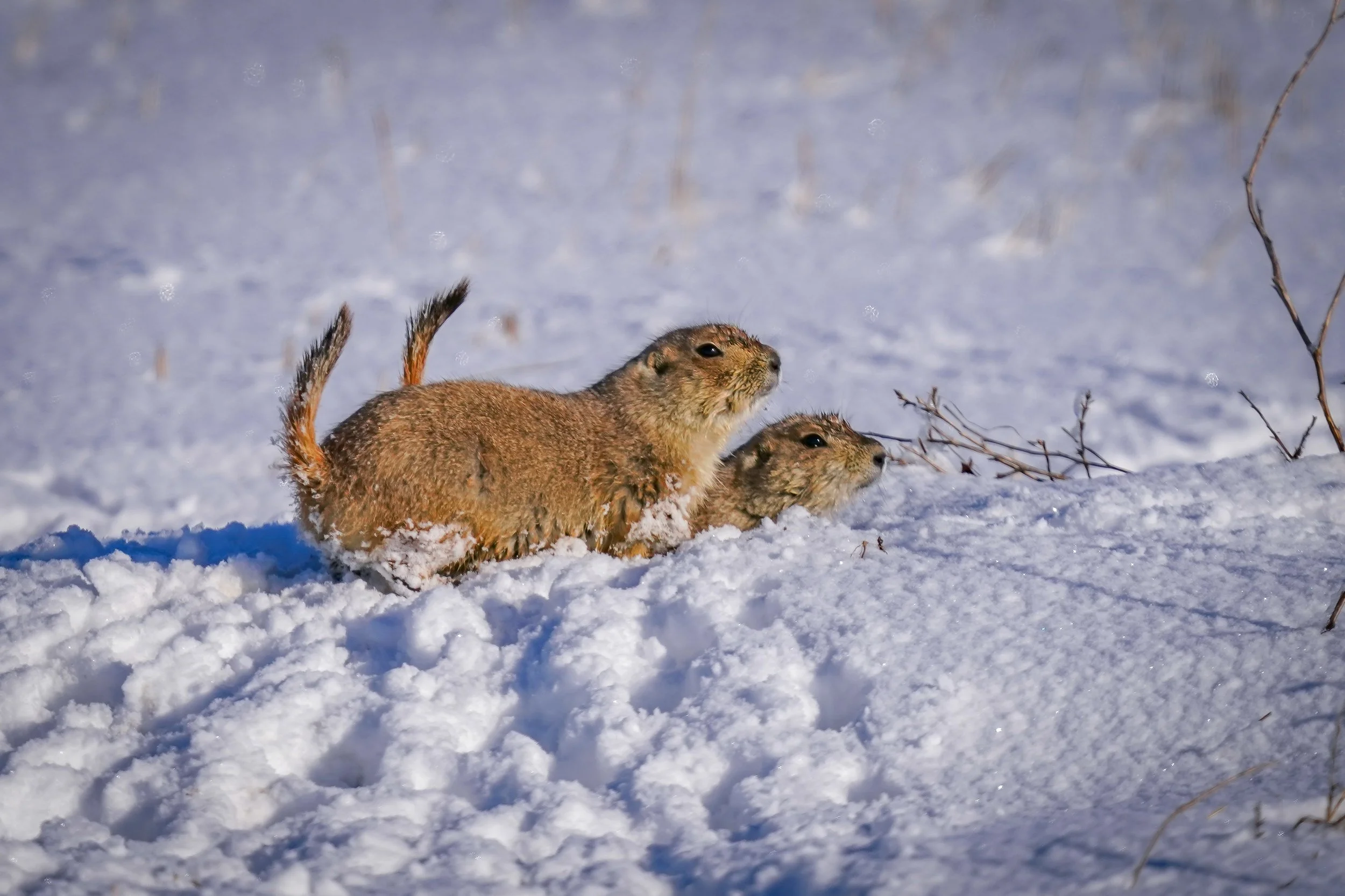 Prairie dogs were out too, these 2 young siblings were huddling together