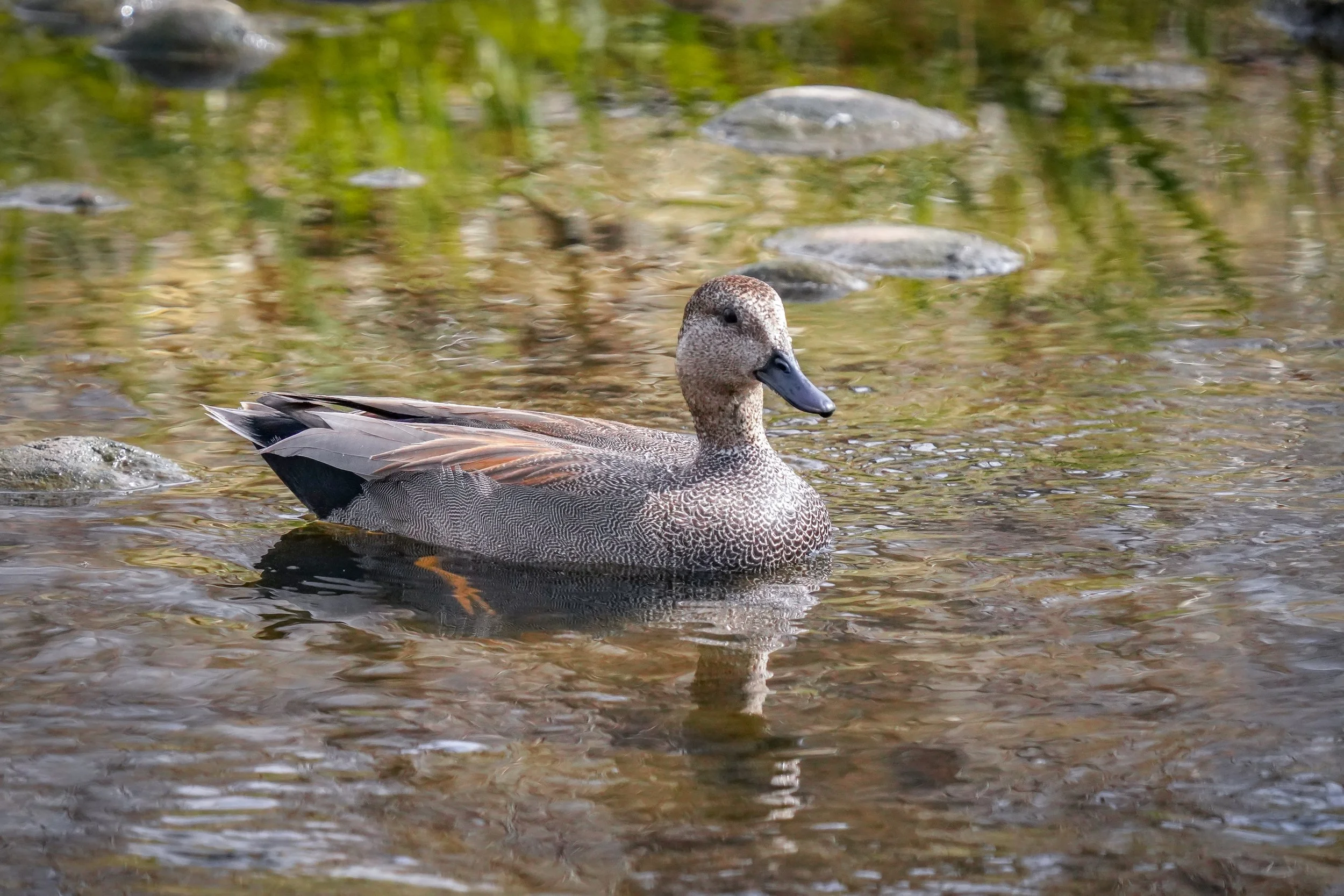 Gadwall (male)