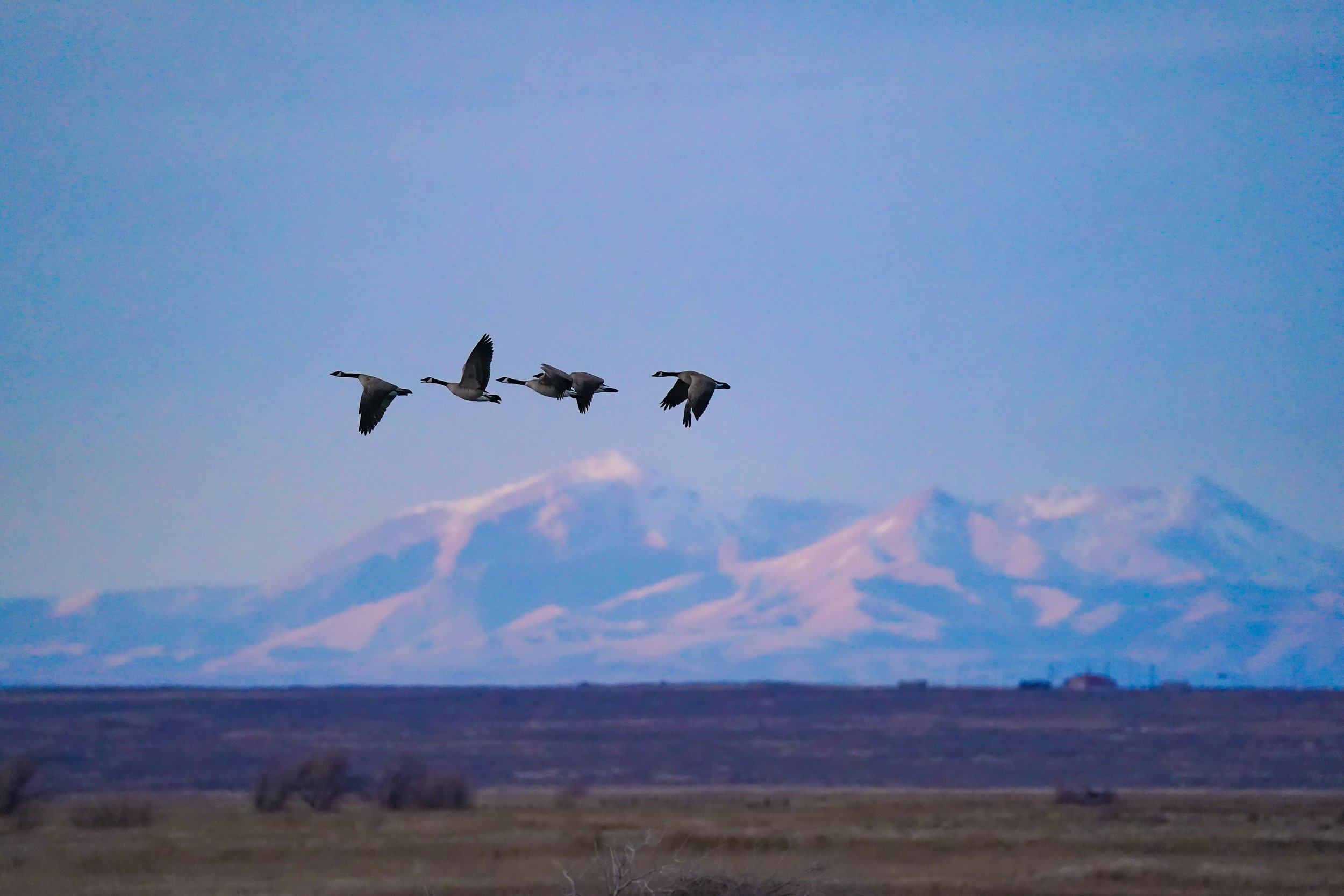 Geese and mountains