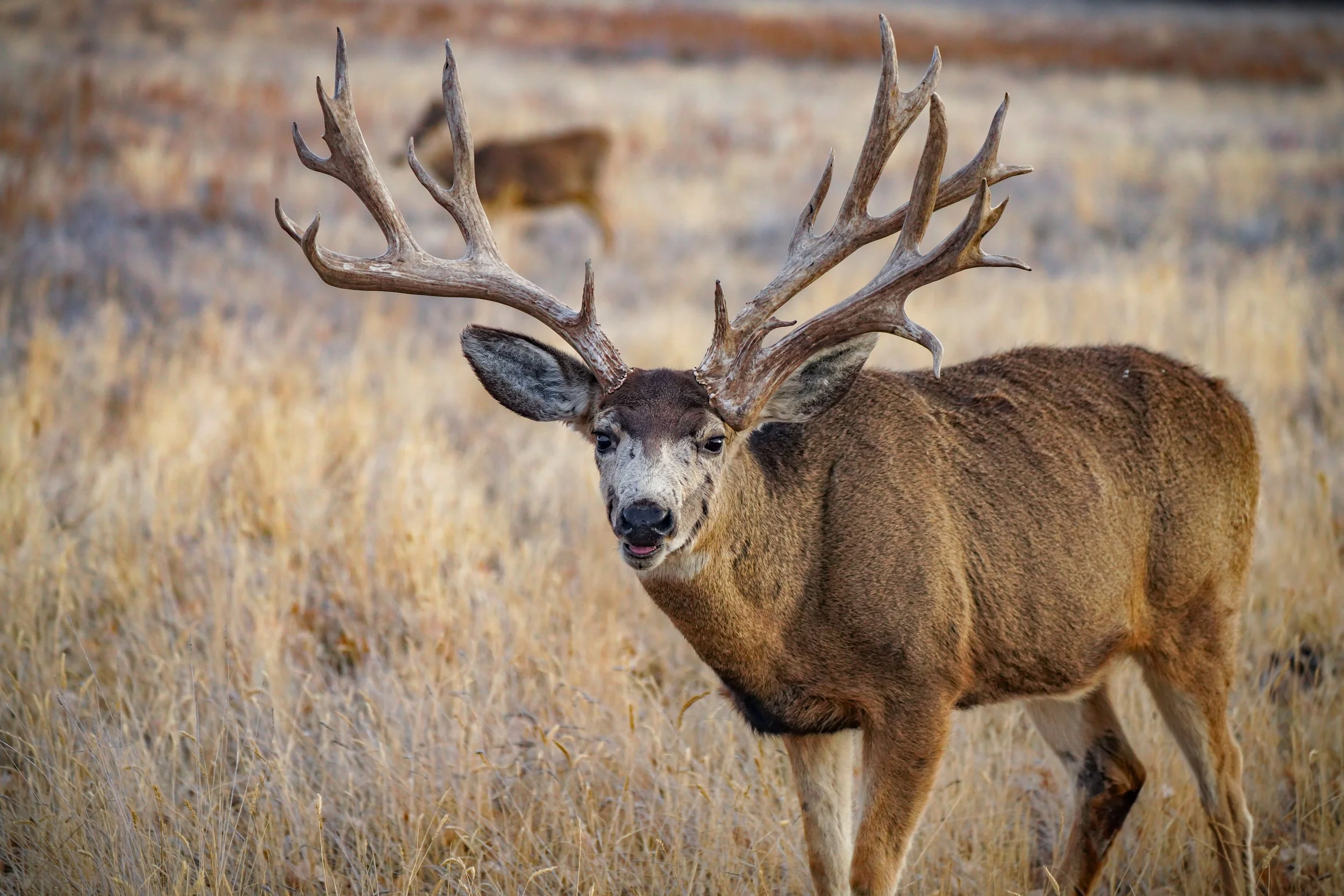 Found this big buck again, still wearing his headgear