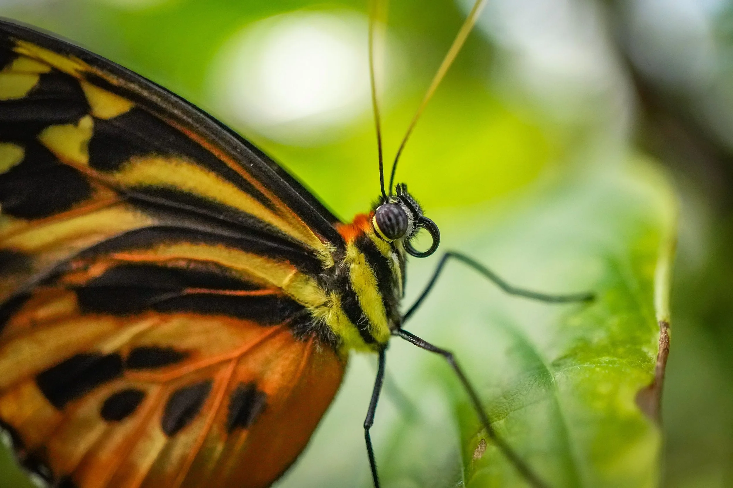 Love this macro lens!