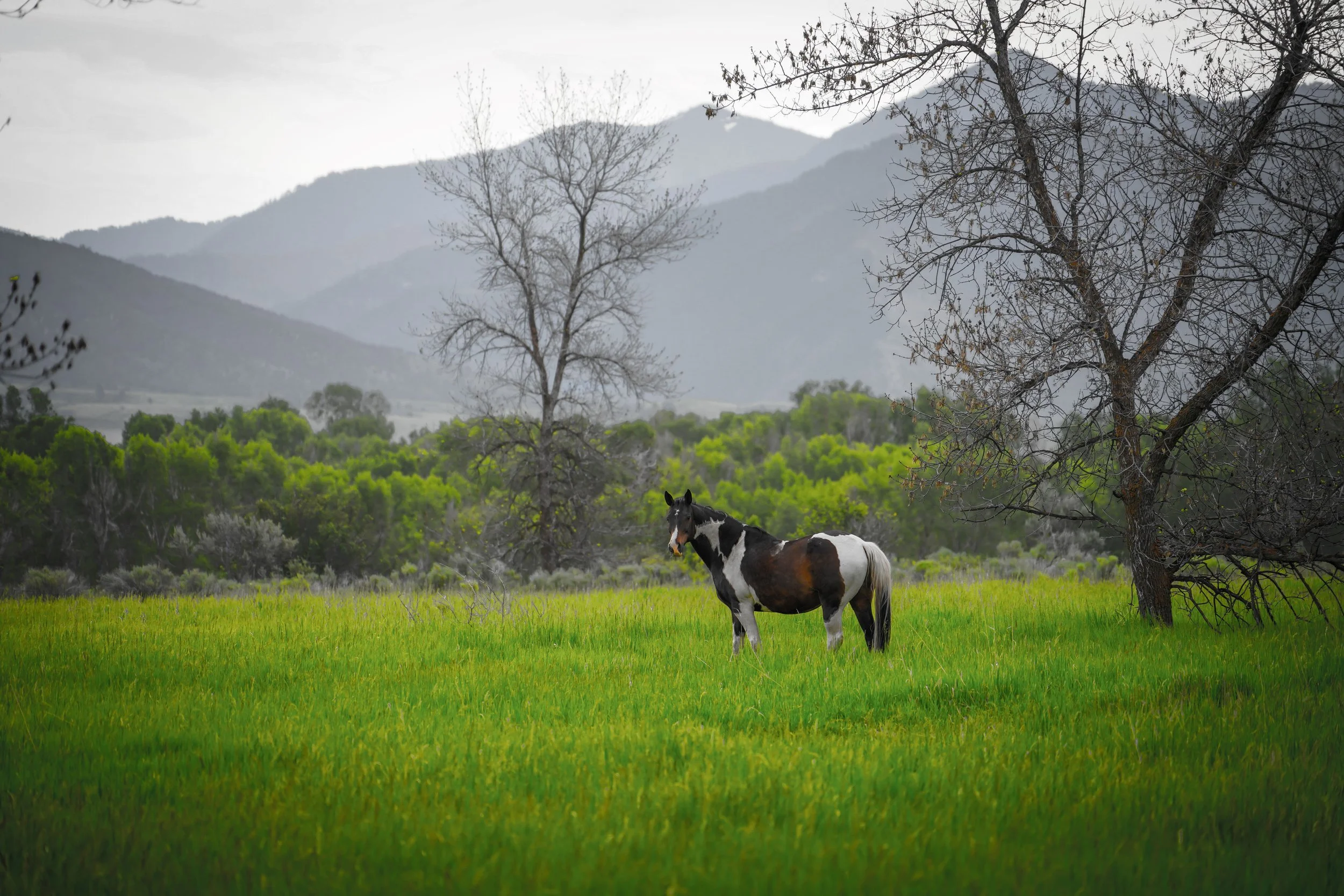 I just love this one!  Paint horses are my favorite.