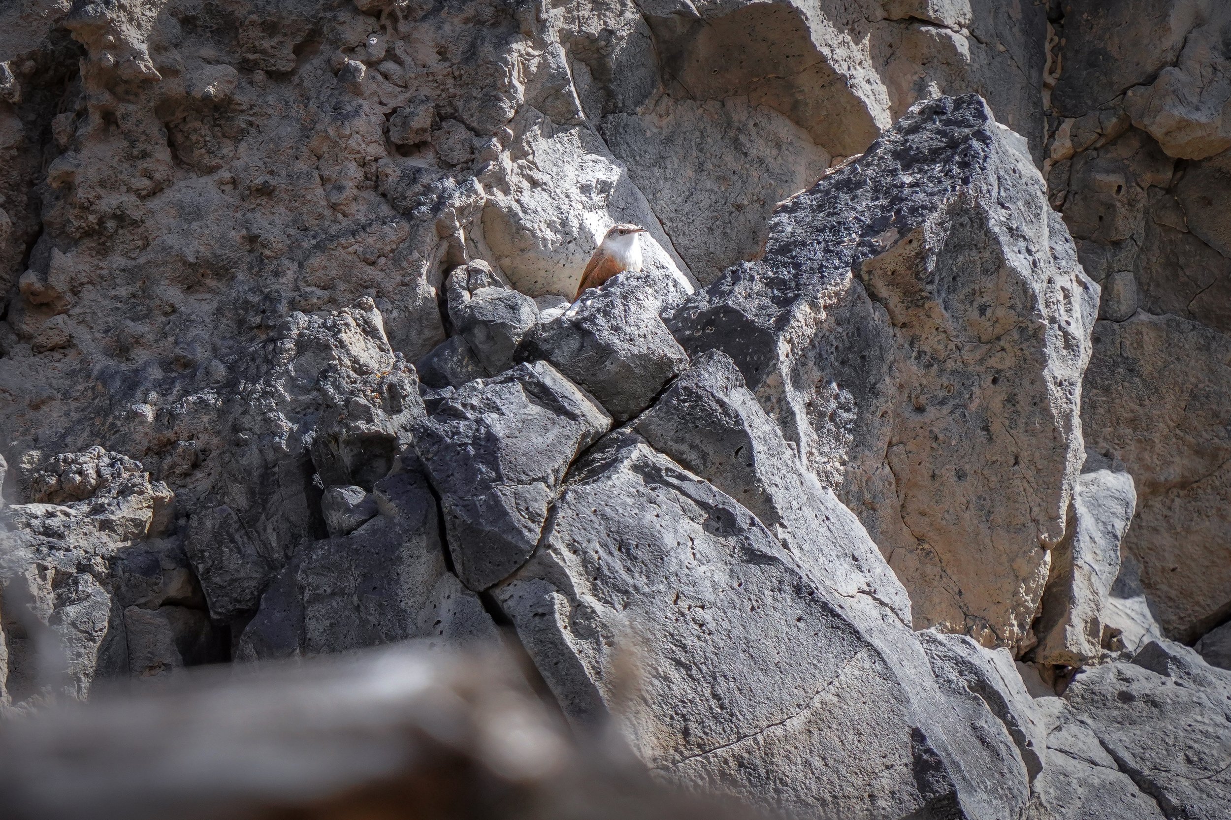 My first sighting of a Canyon Wren!