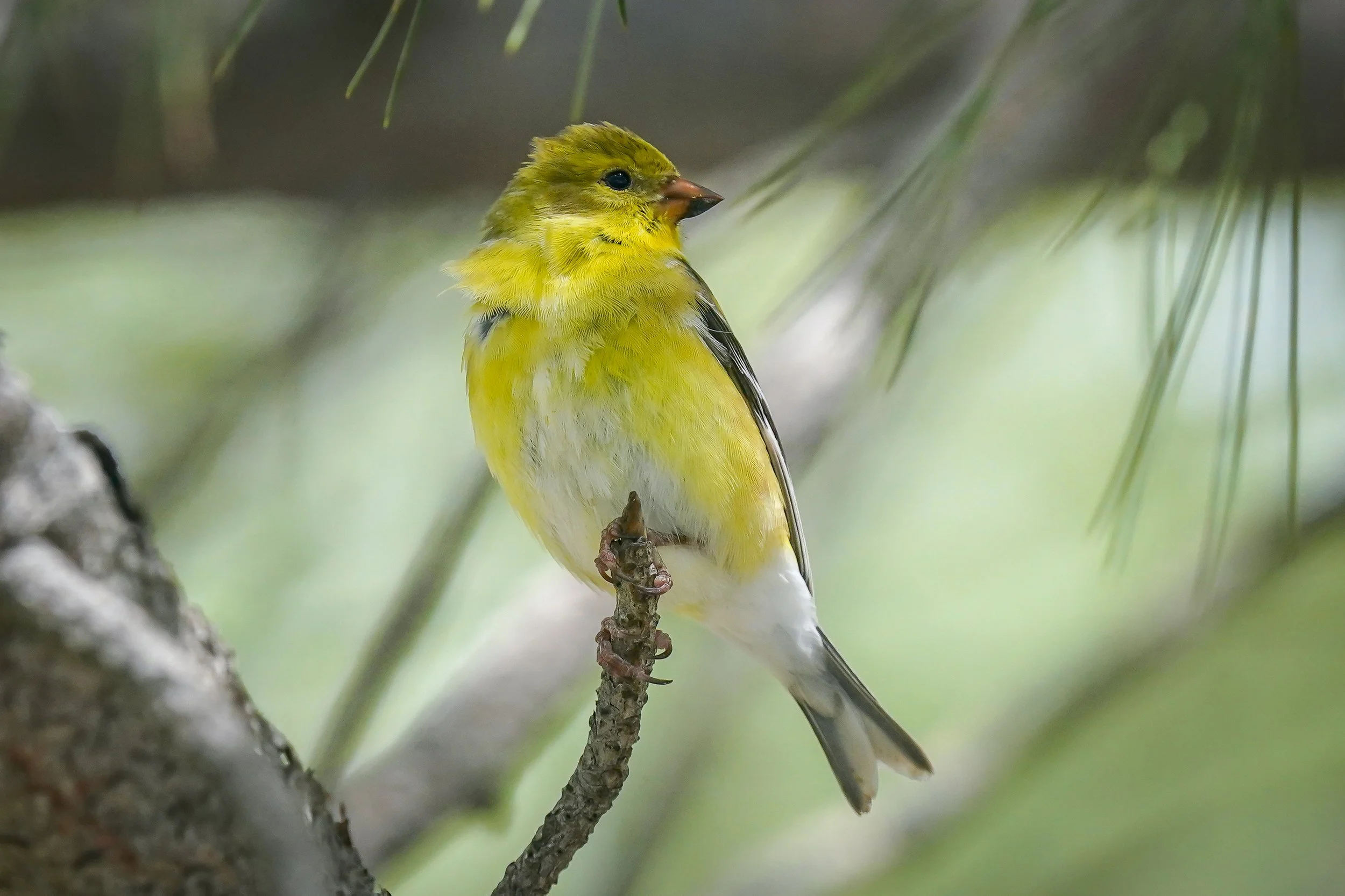 American Goldfinch