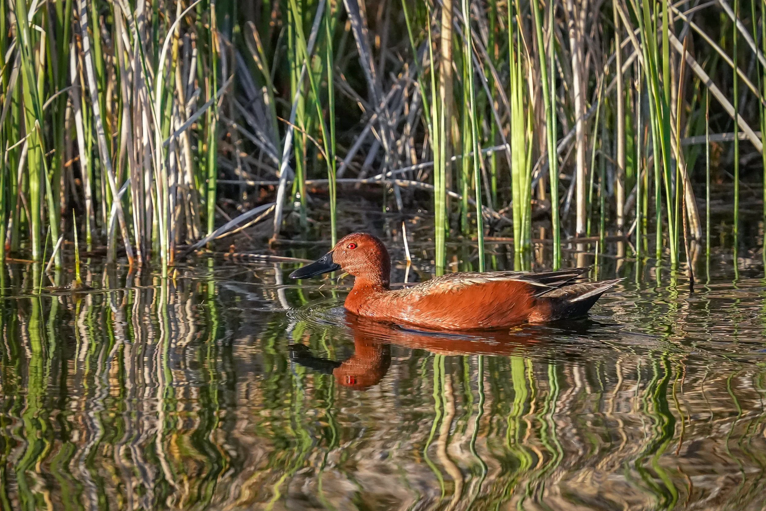 Cinnamon Teal