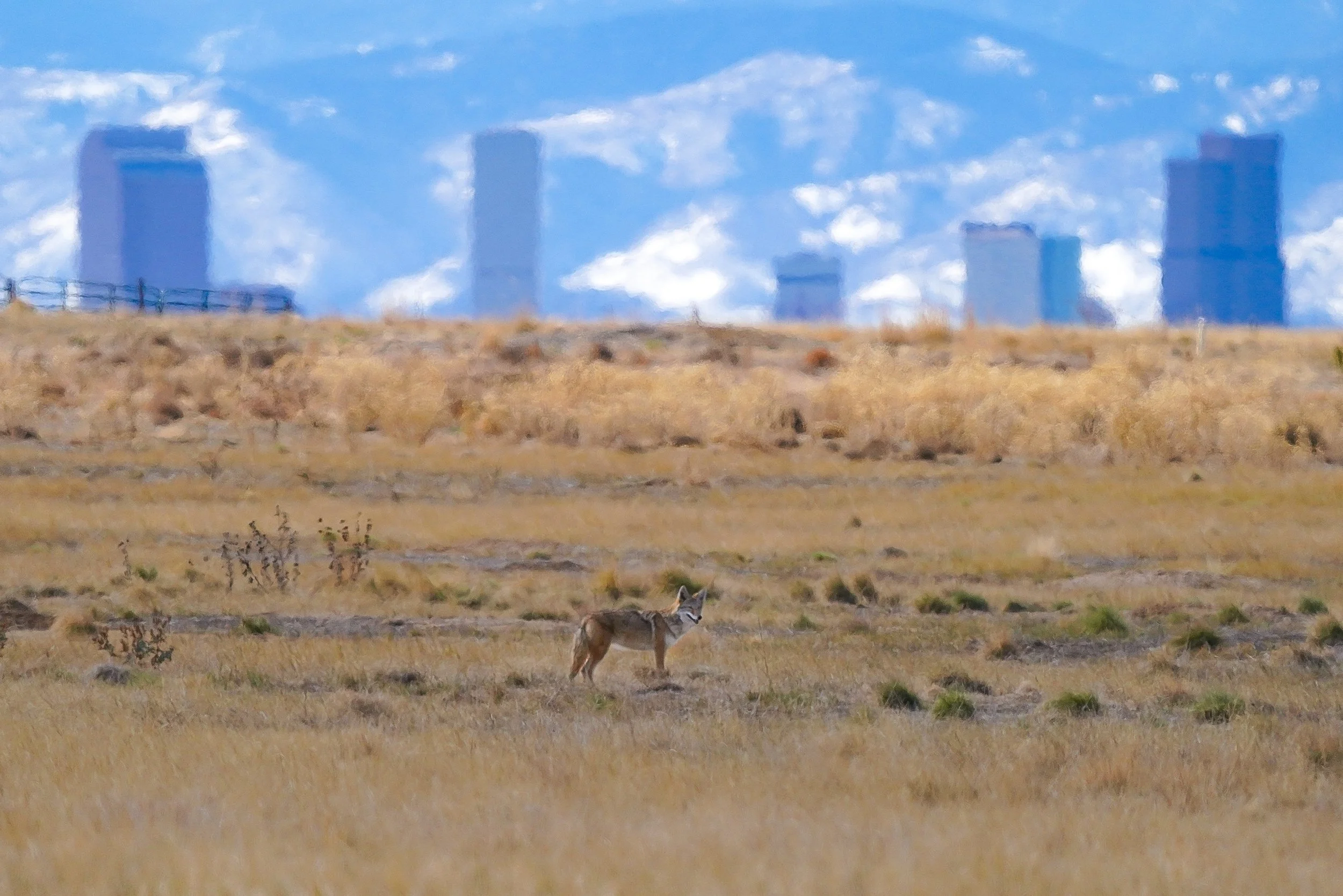 Wil E. Coyote and downtown Denver
