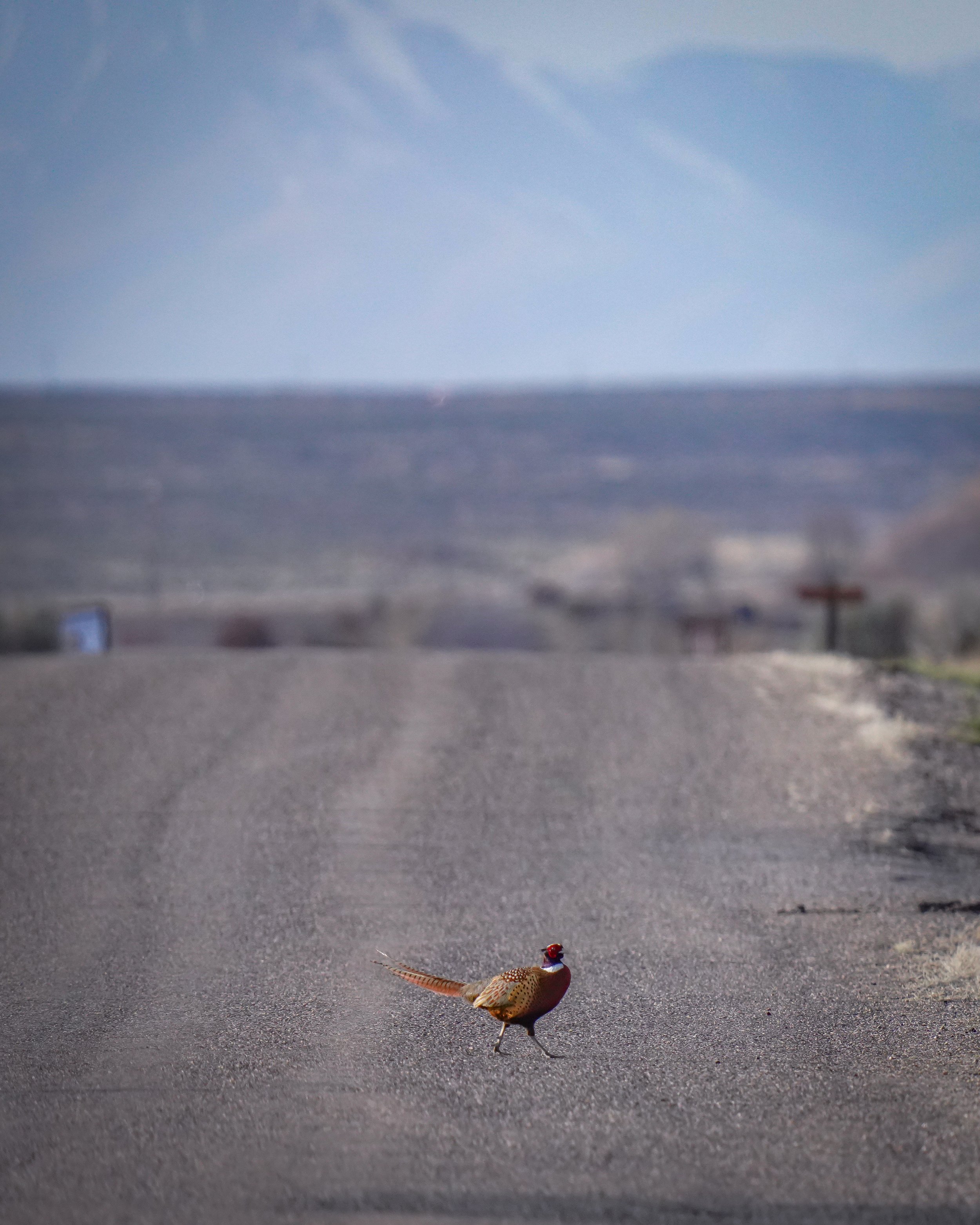 Ring-necked Pheasant at Market Lake WMA