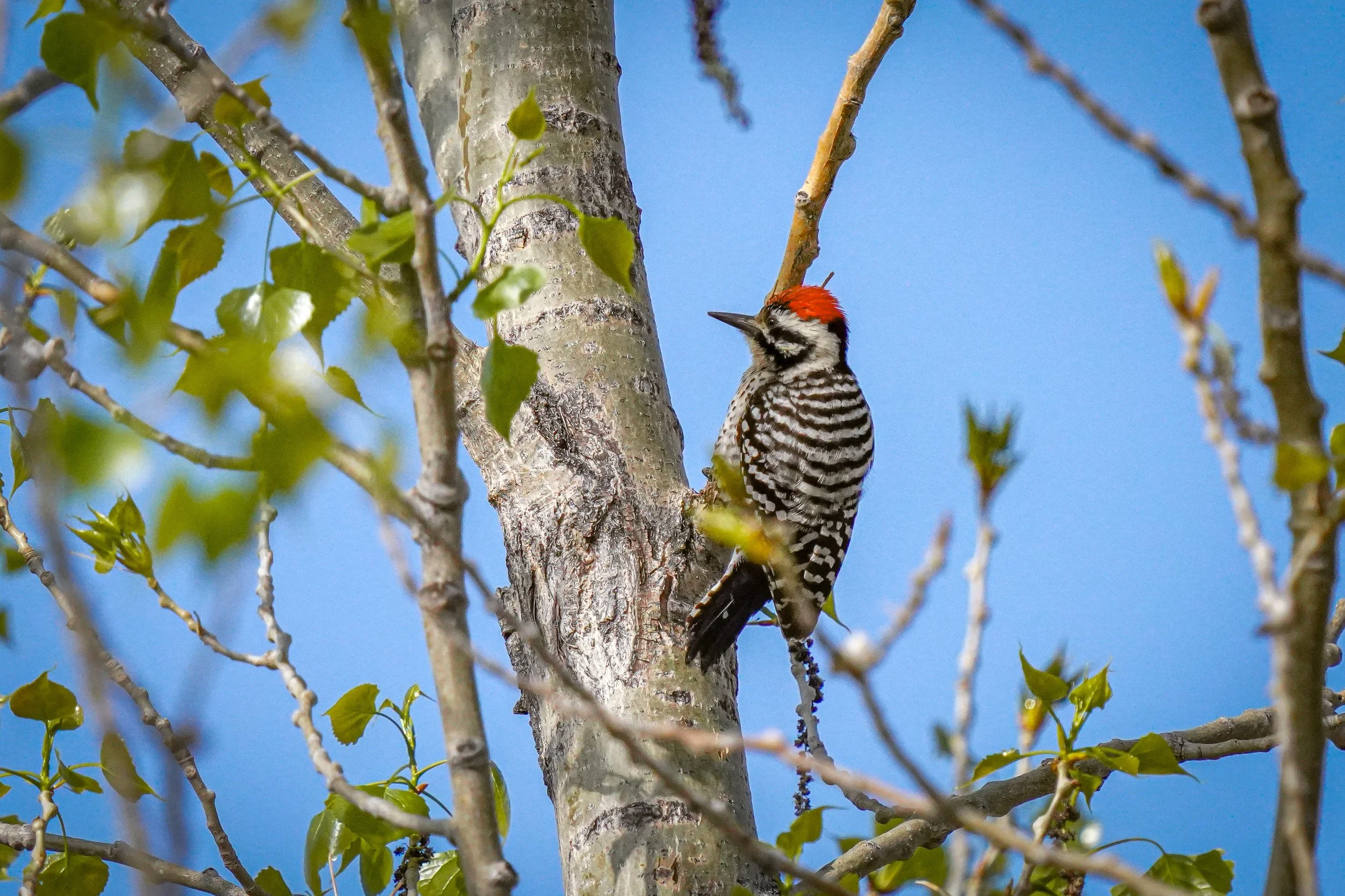Ladder-backed Woodpecker (male)