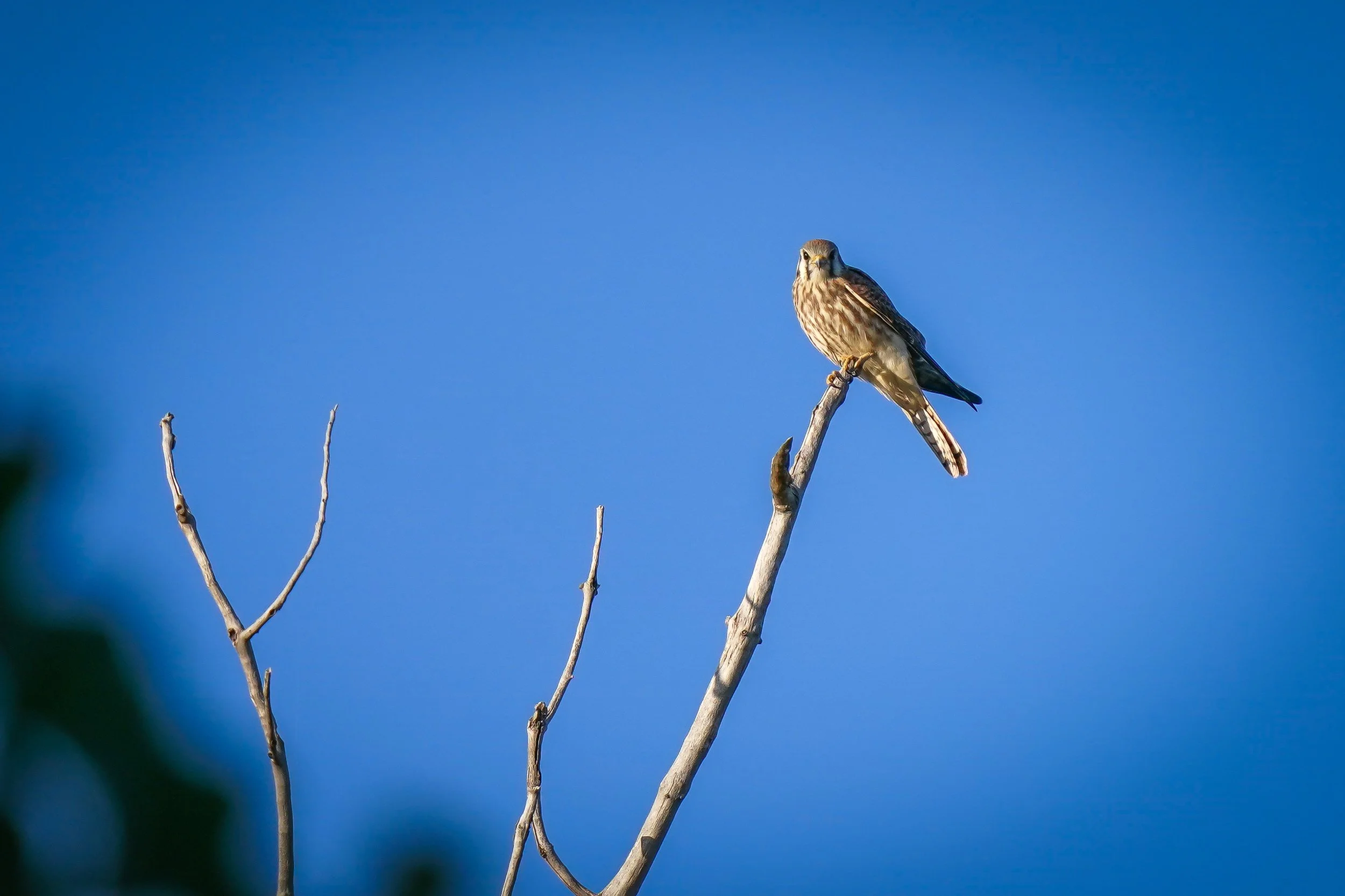 American Kestrel