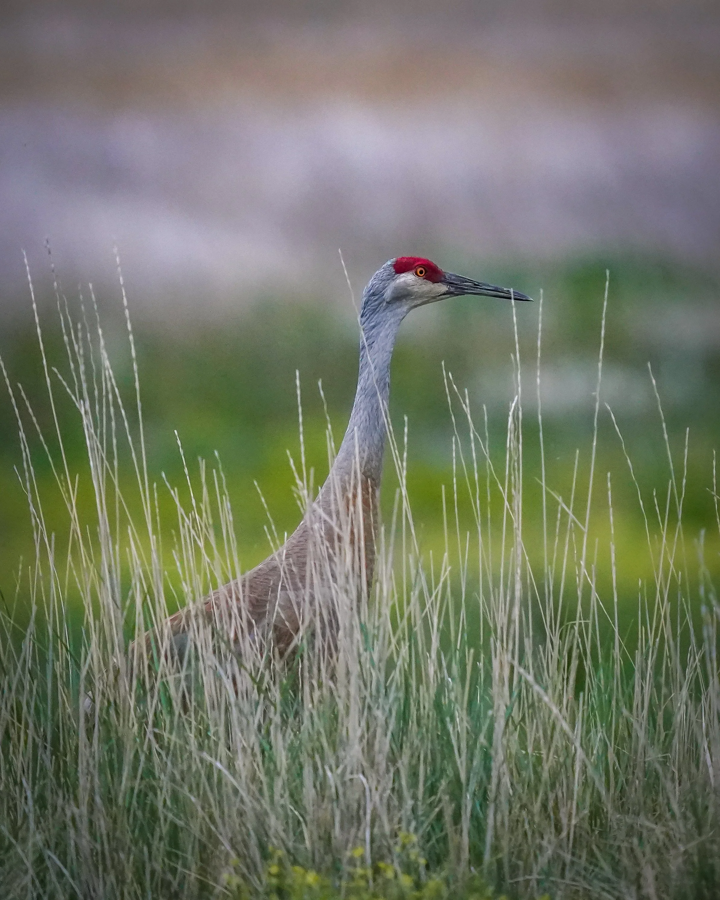 Sandhill Crane