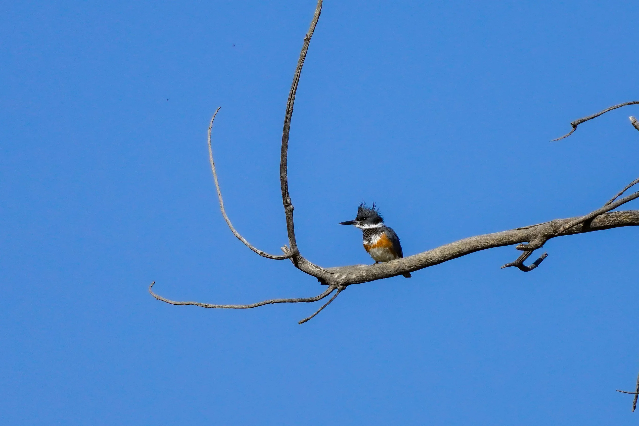 Belted Kingfisher