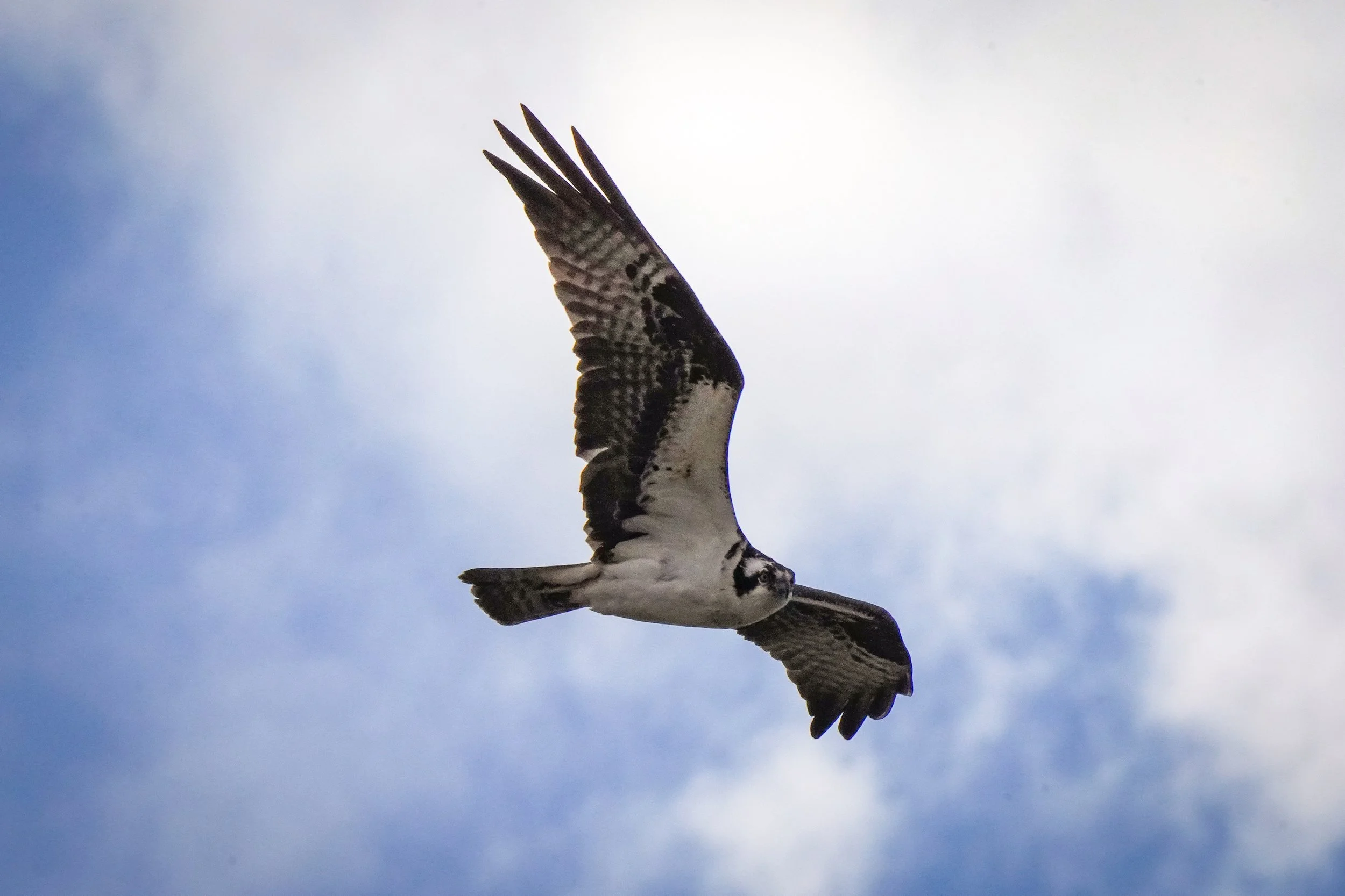 Osprey flyover (lighting conditions and wind were not favorable!)