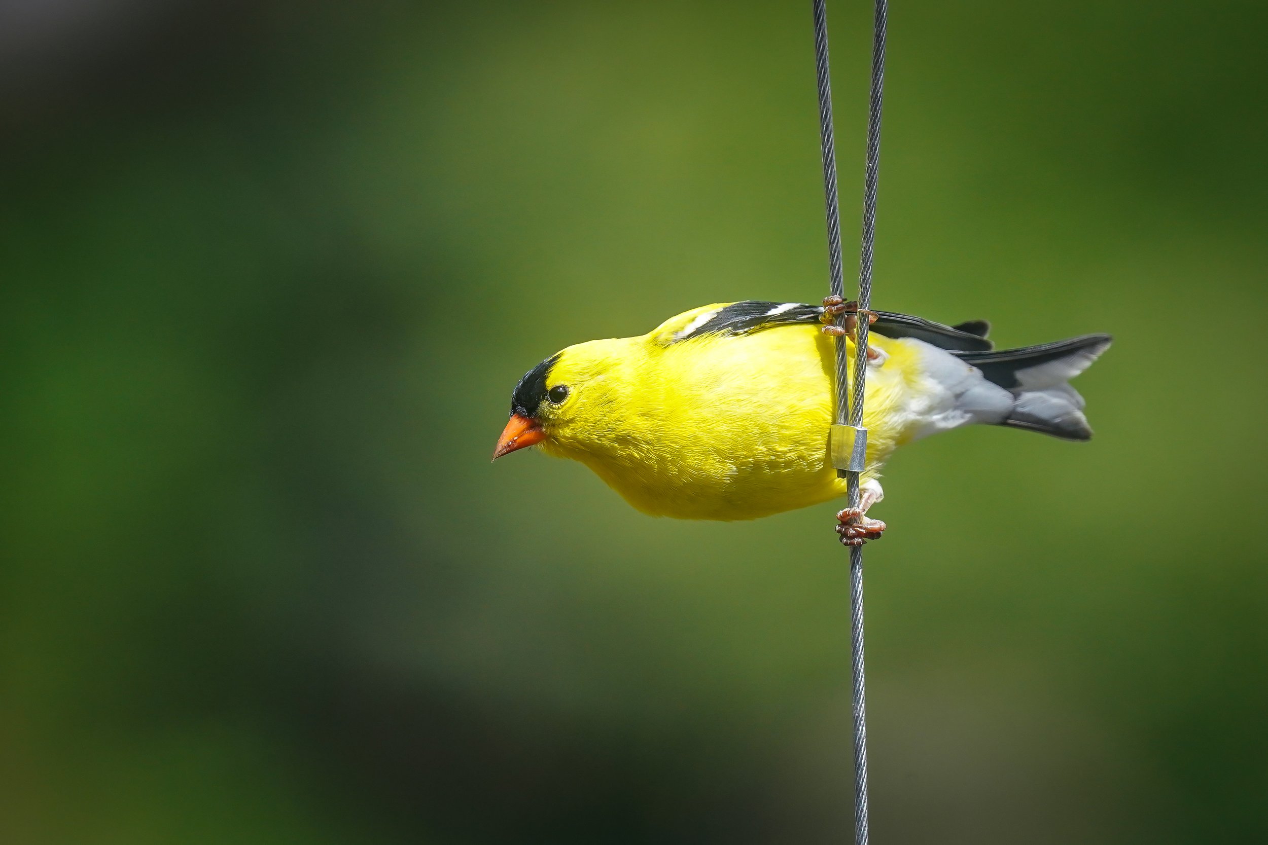 American Goldfinch