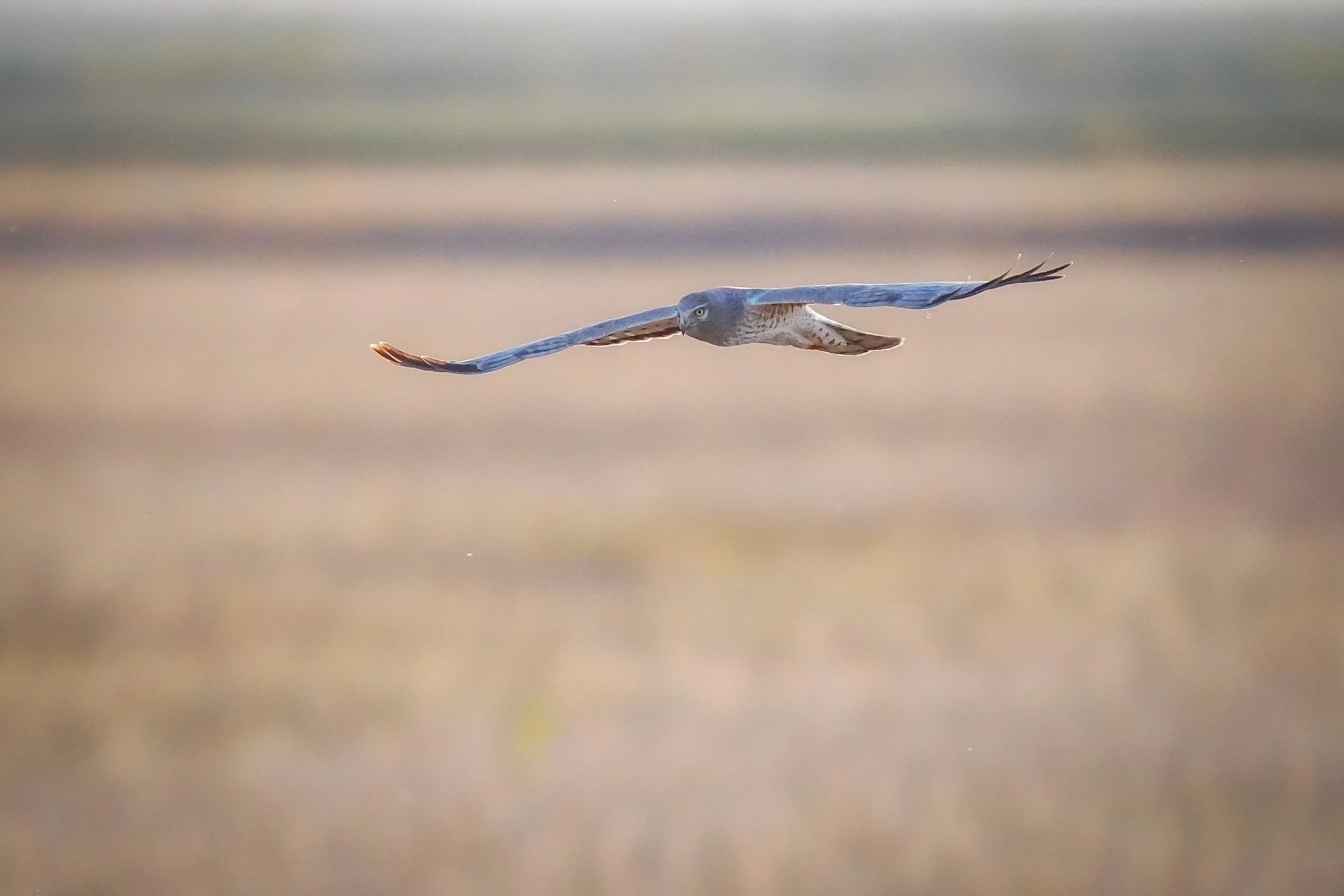 Northern Harrier