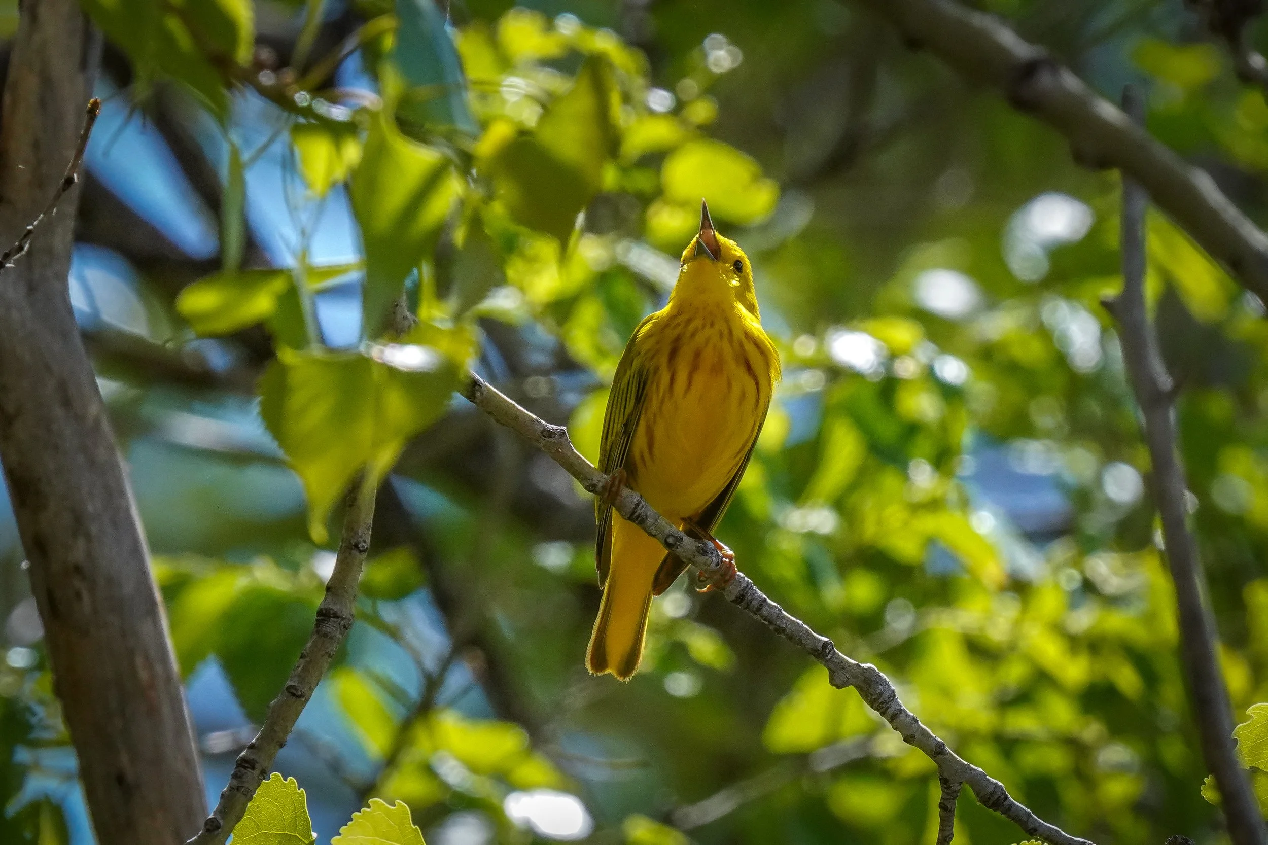 Yellow Warbler (male)