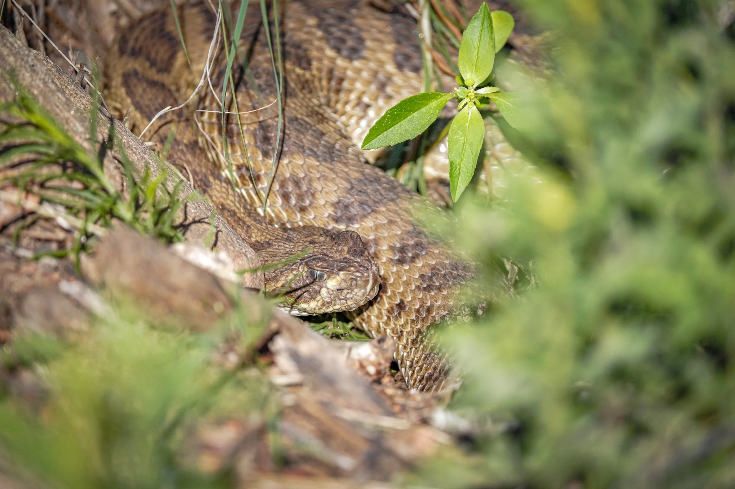 Another Rattlesnake!