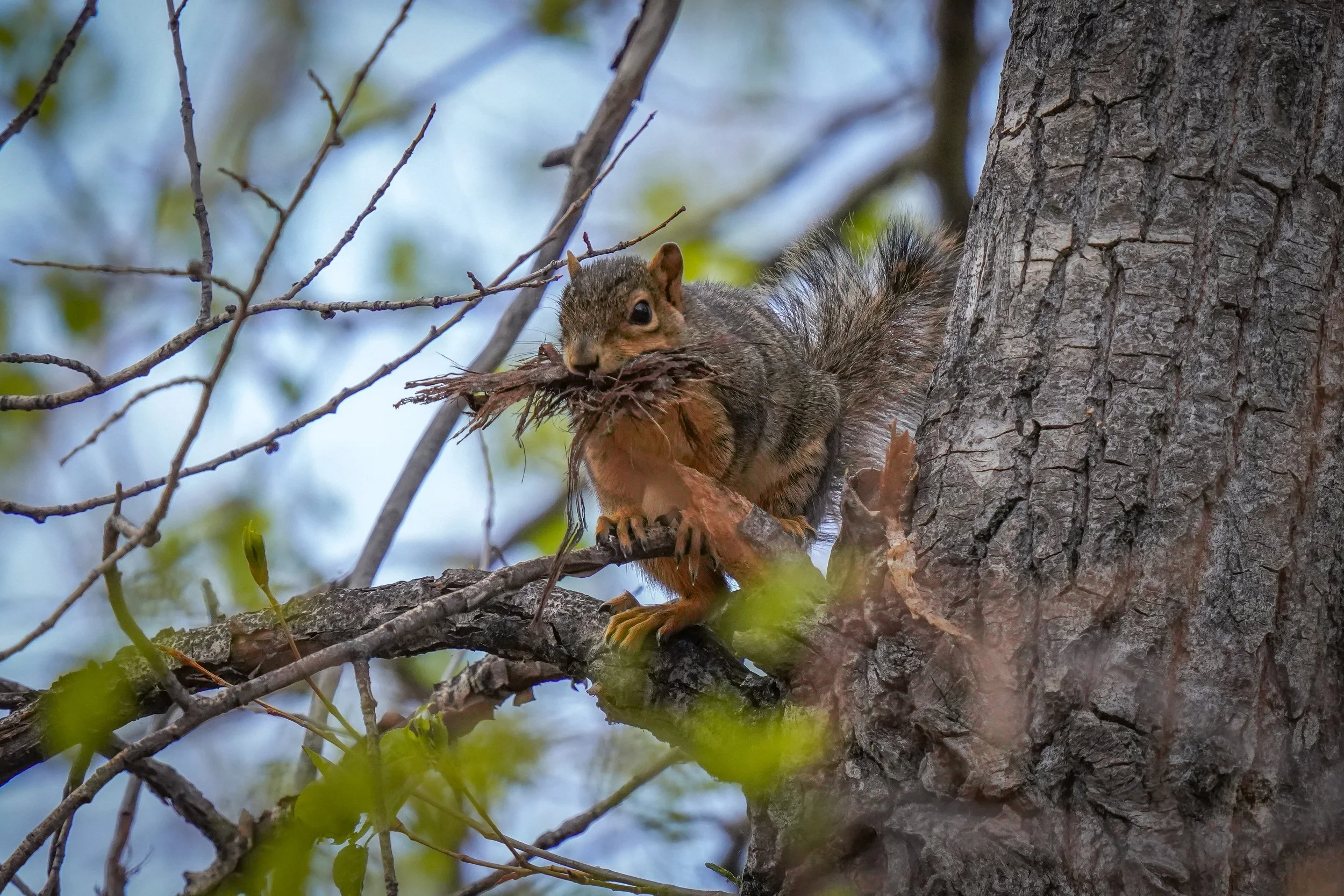 Fox Squirrel with nesting matieral