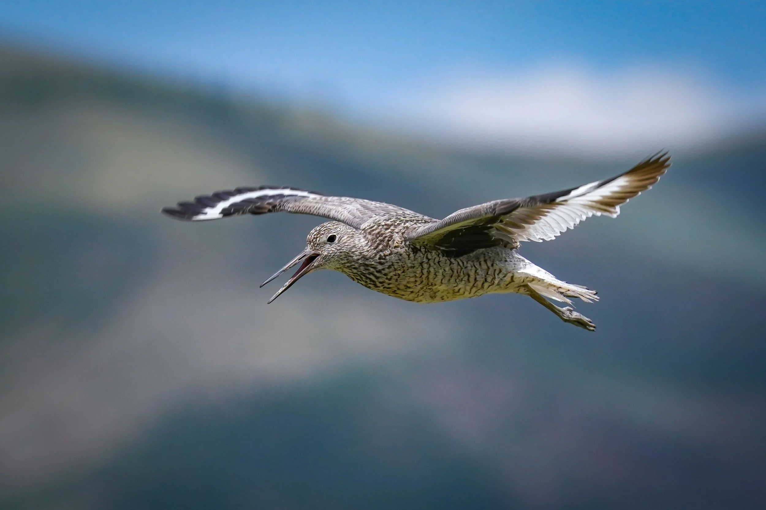 Willet