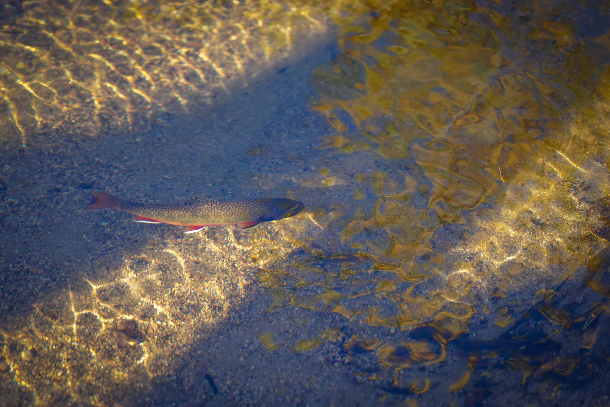 Trout!