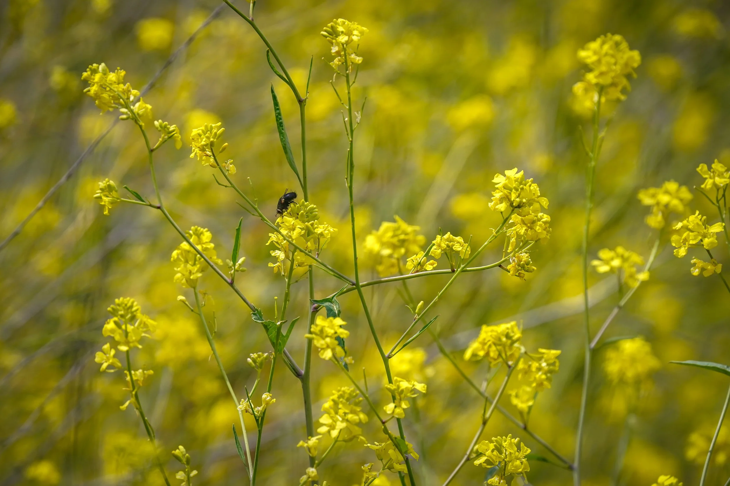 Pretty little flowers