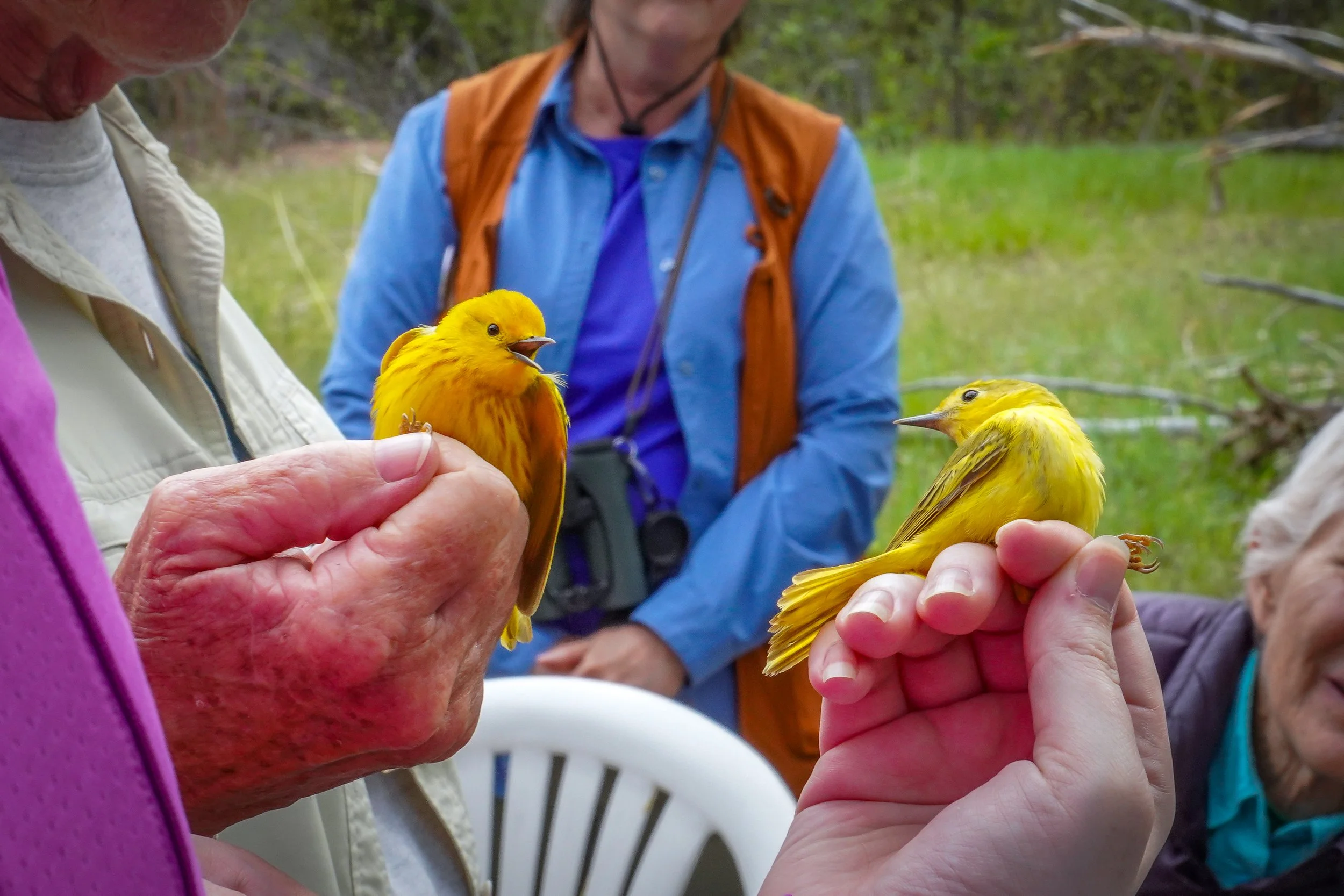 Comparison of male & female Yellow Warbler