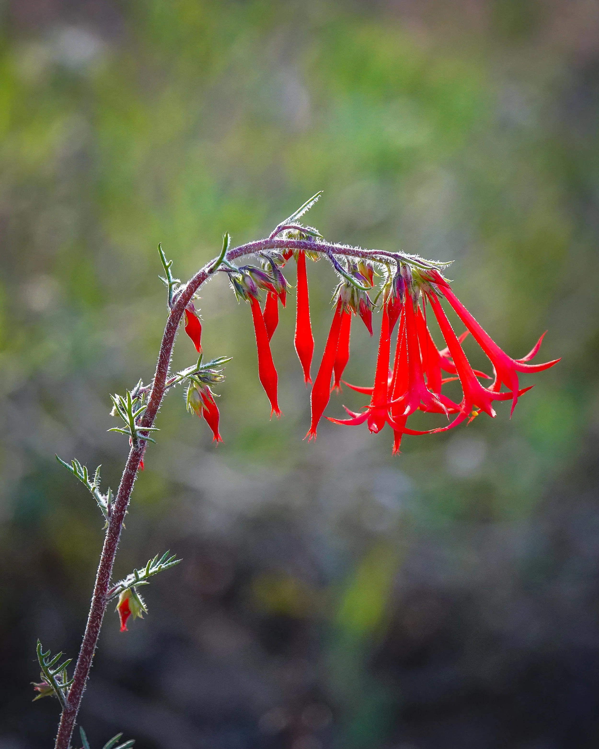 Beautiful summer wildflowers