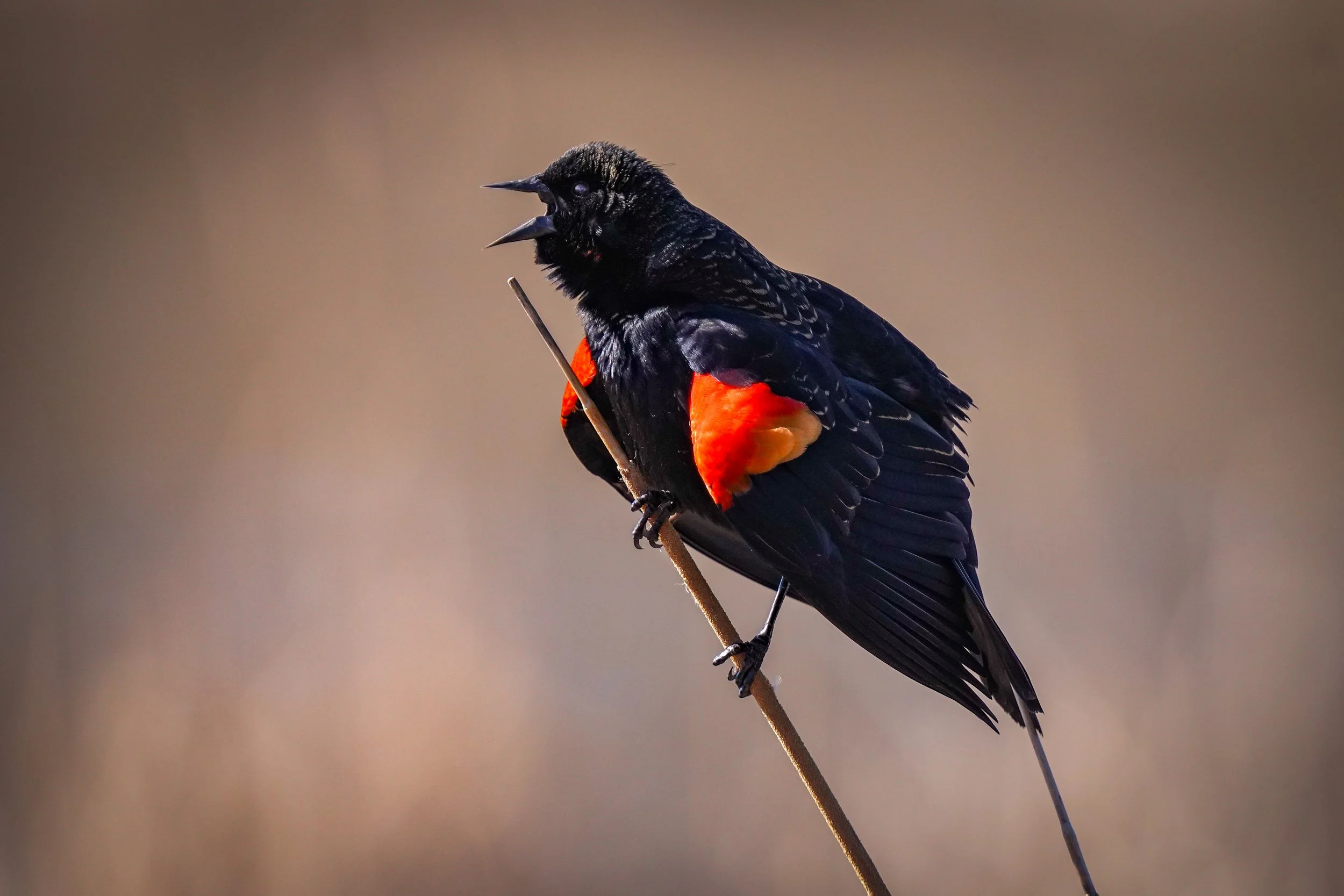 Red-winged Blackbird