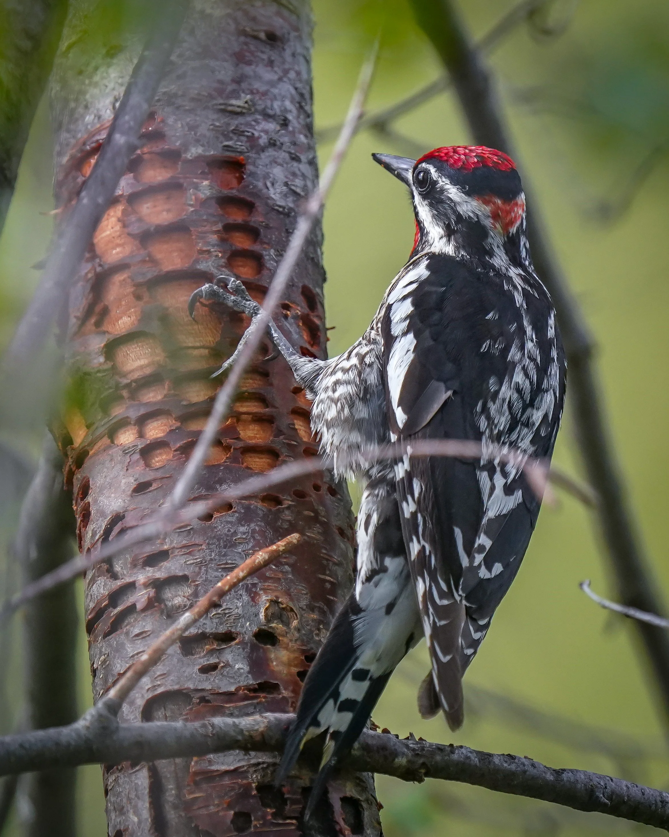 Red-naped Sapsucker