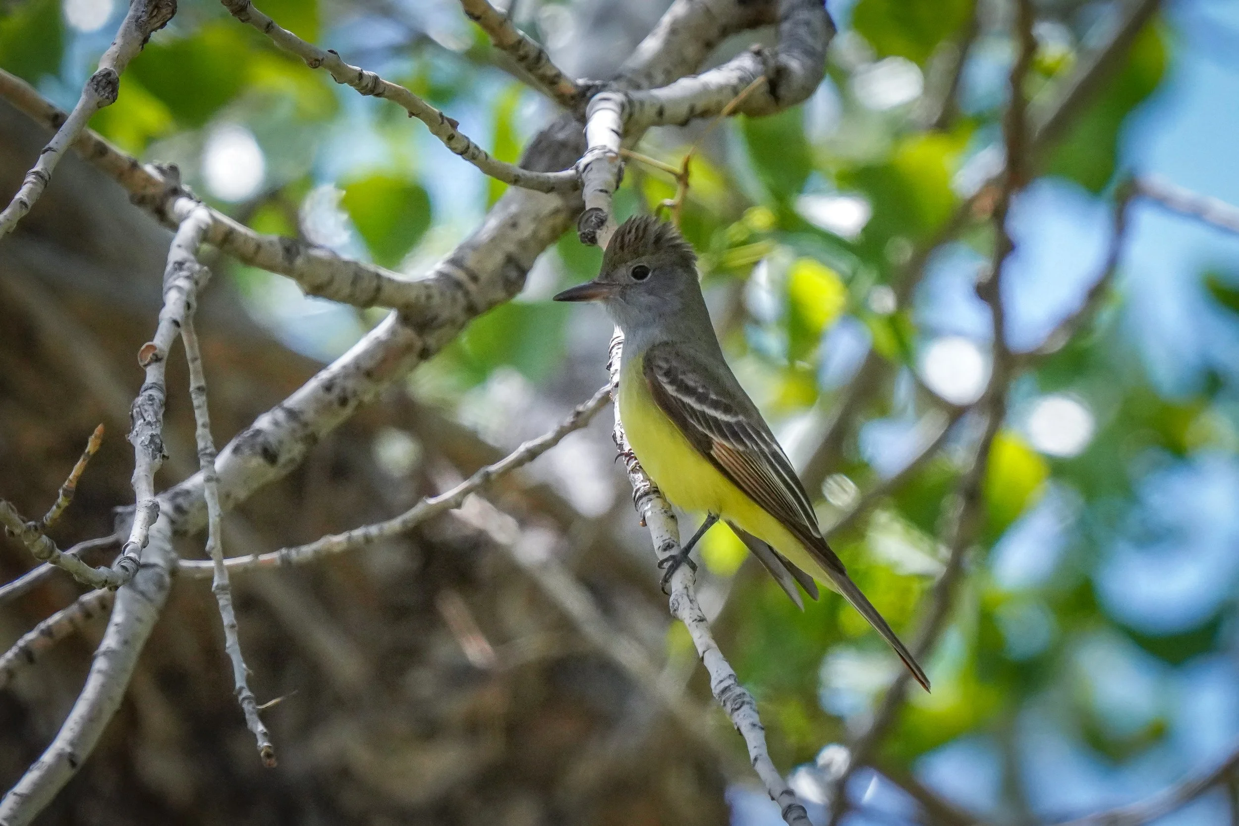 Great-crested Flycatcher (male)