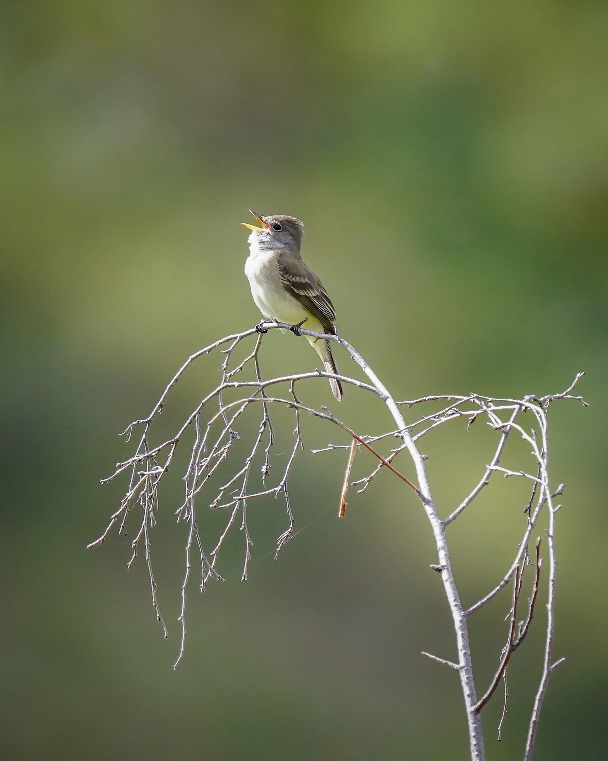 Willow Flycatcher - Lifer!