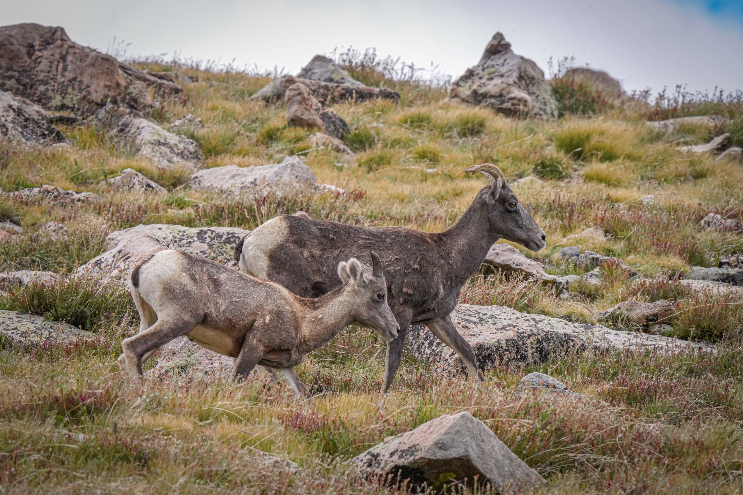 Bighorn Sheep