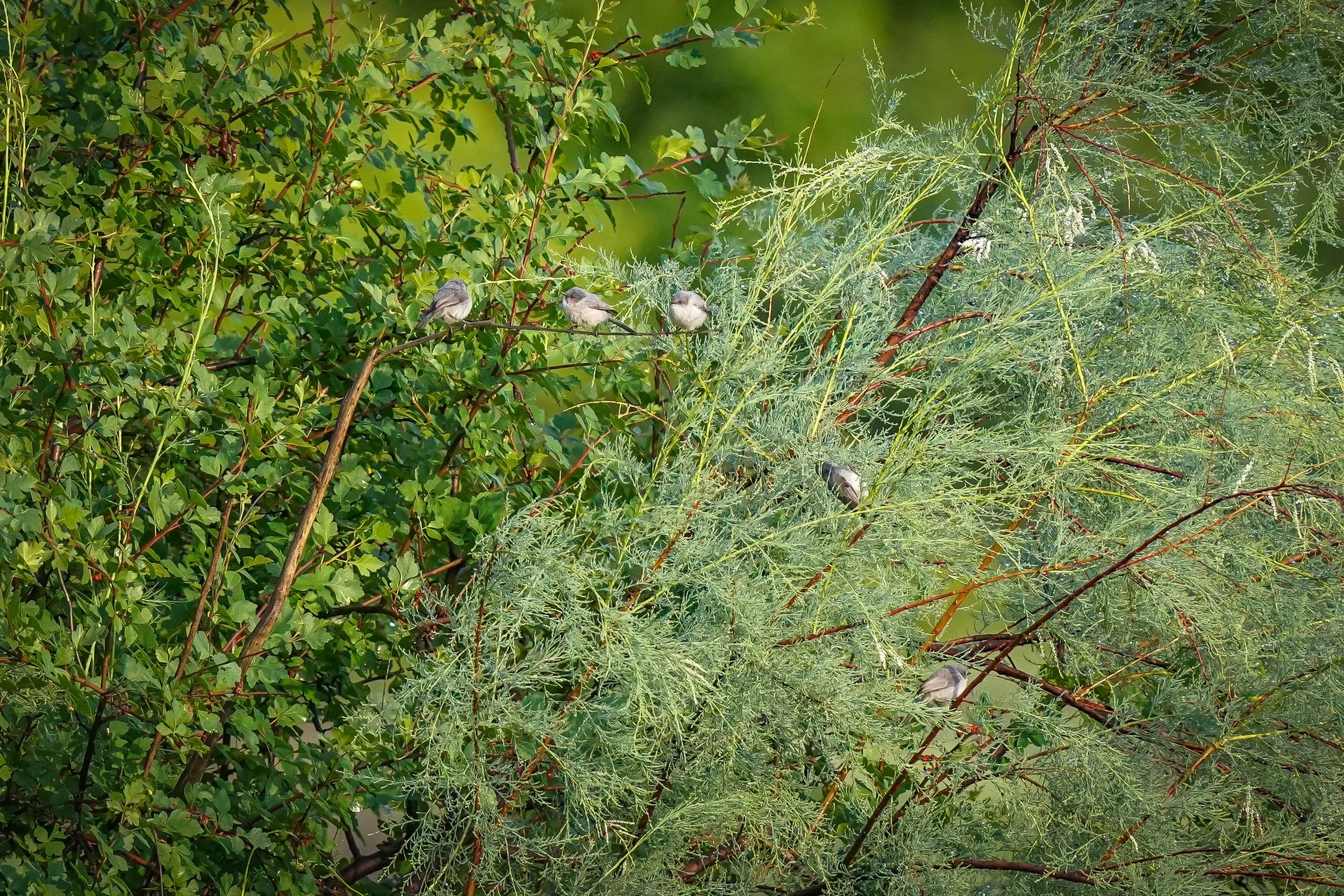 Bushtits