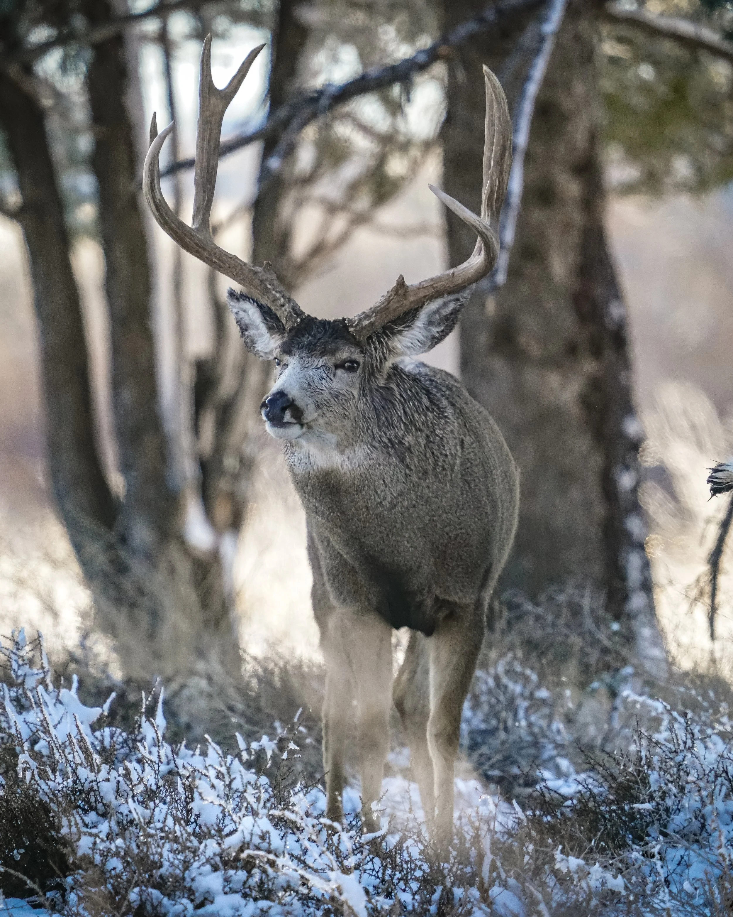 This buck was very cooperative