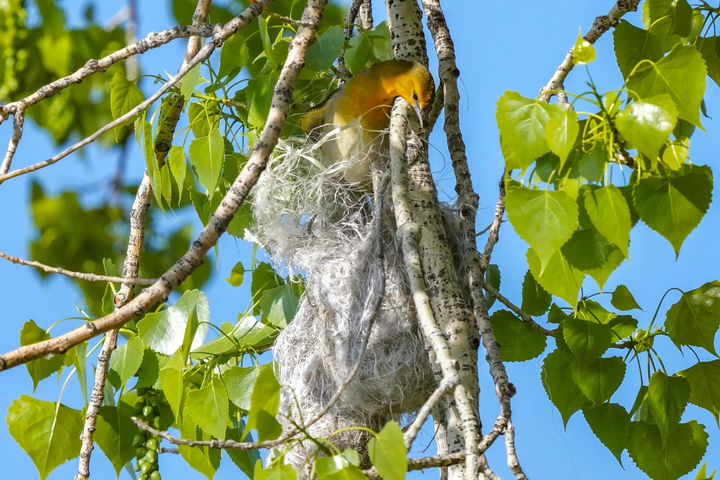 Bullock's Oriole (female) working on her nest