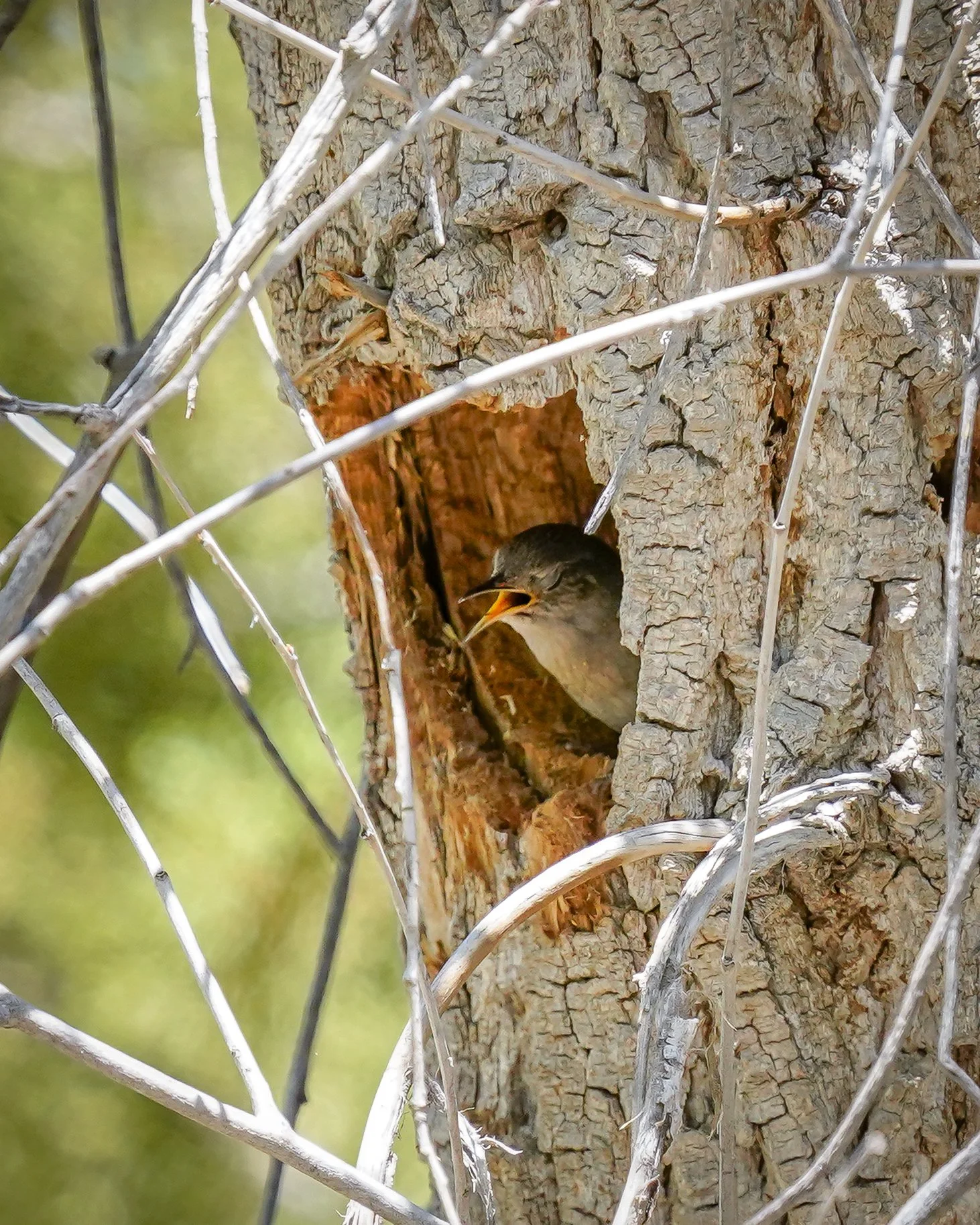 House Wren in nest hole