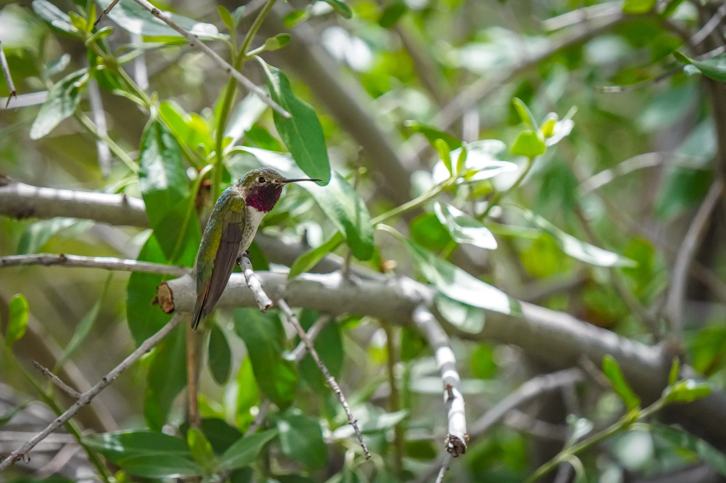 Male Broad-tailed Hummingbird
