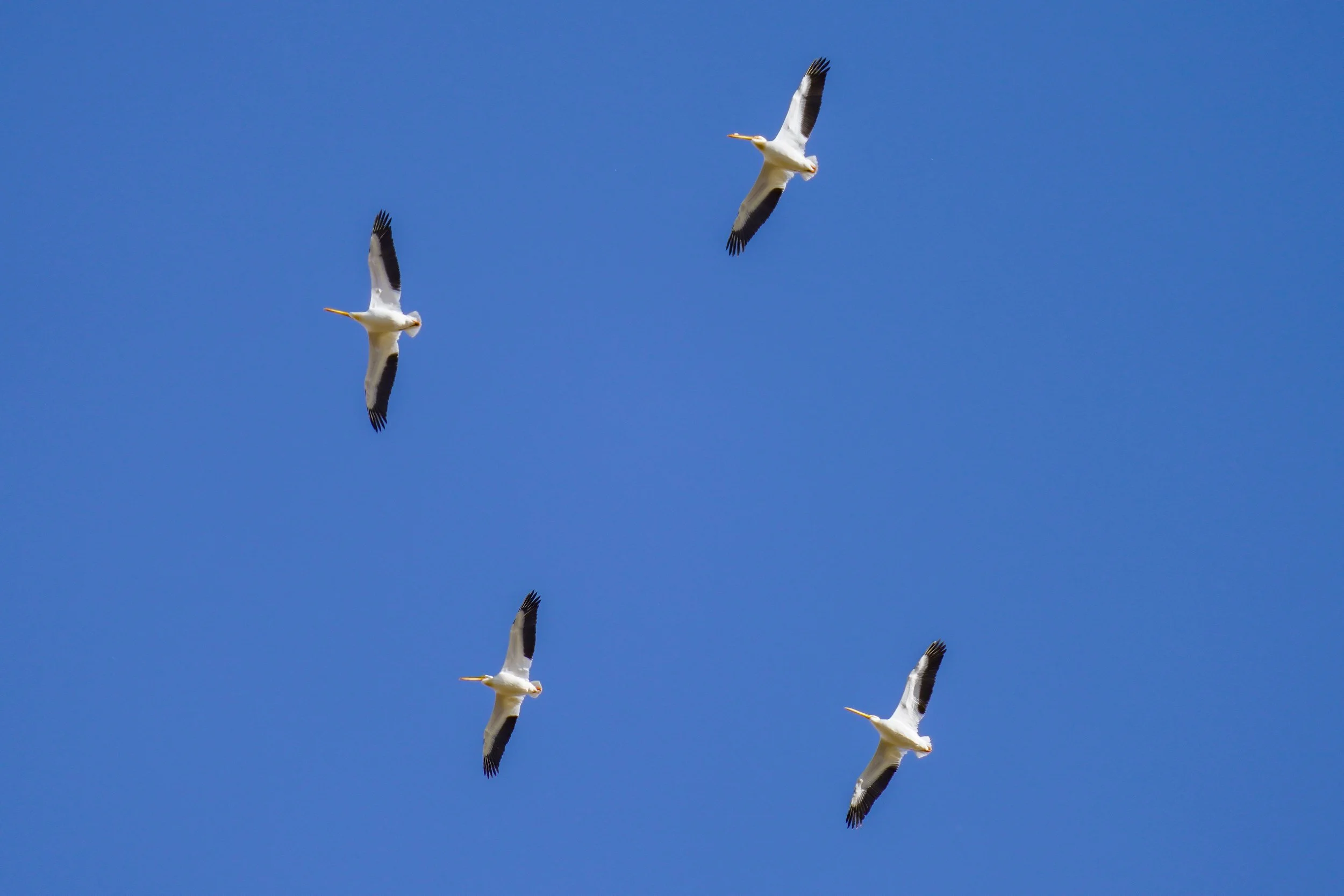 American White Pelicans