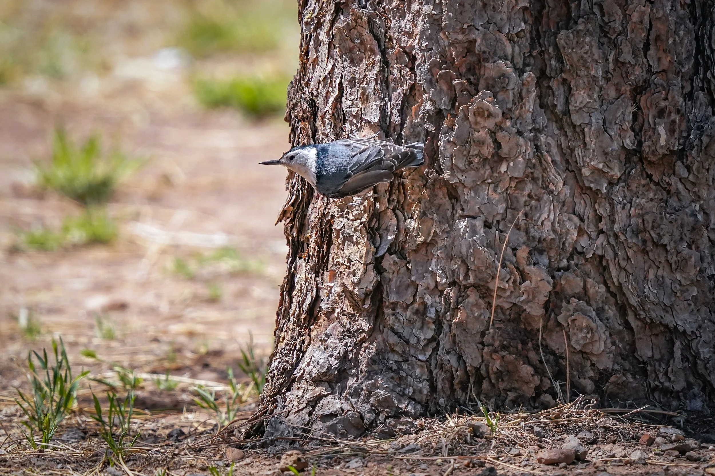 White-breasted nuthatch