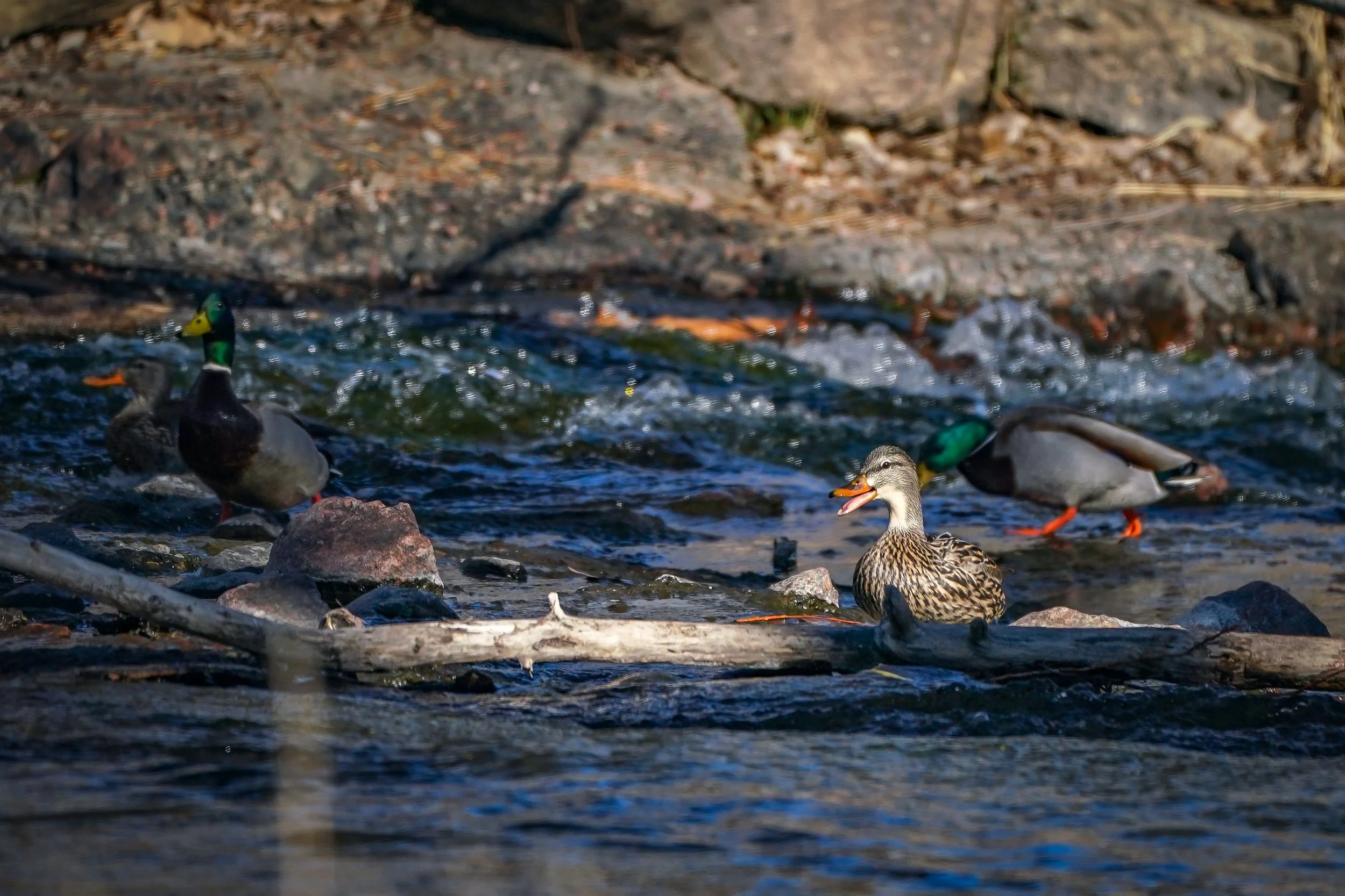 Mallards