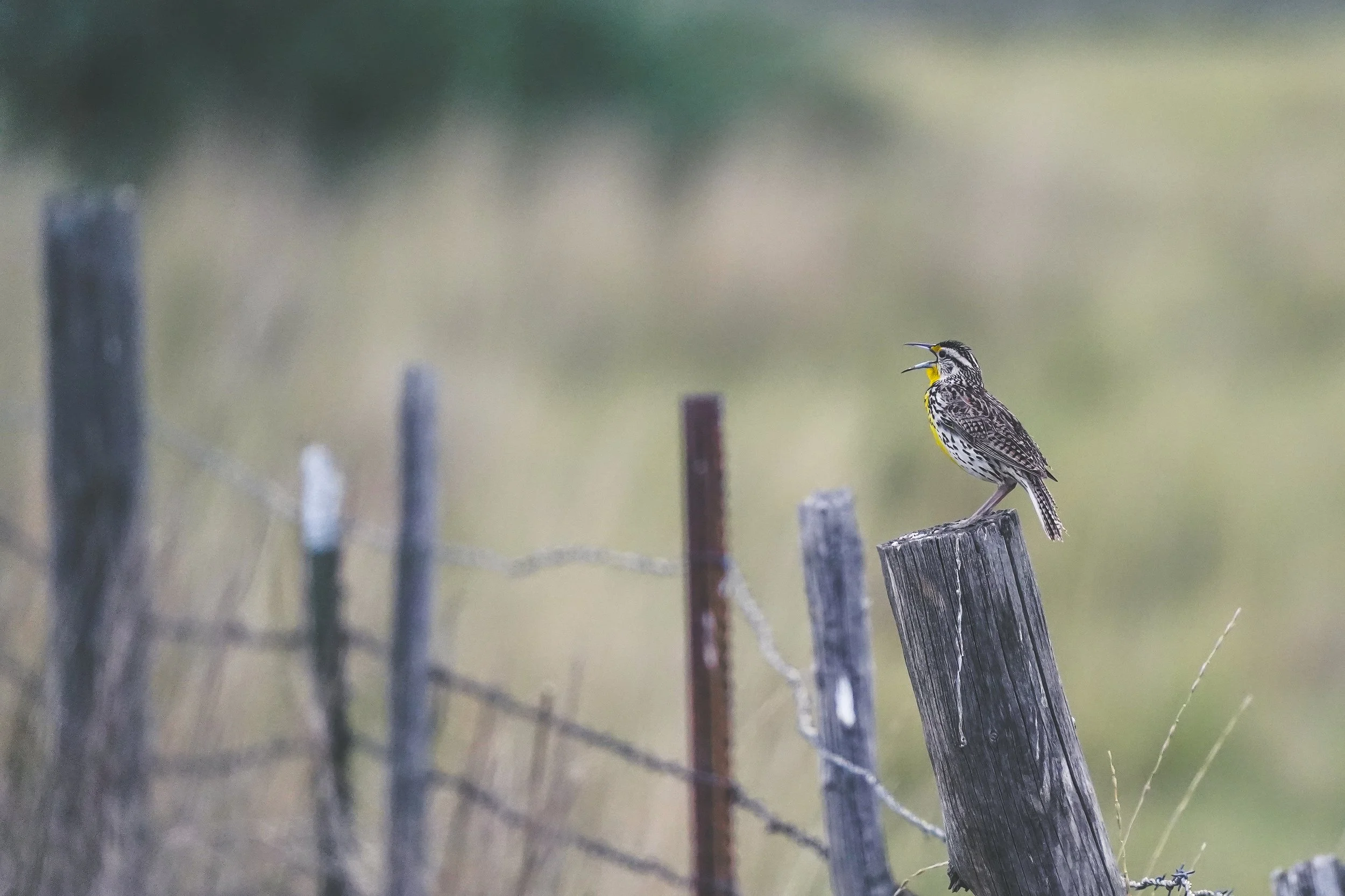 Western Meadowlark at Market Lake