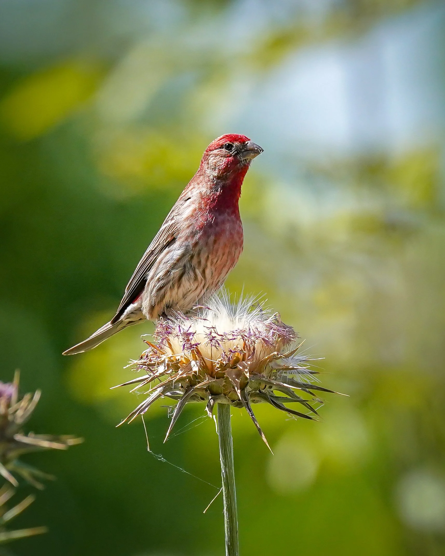 House Finch collecting nesting material from a thistle